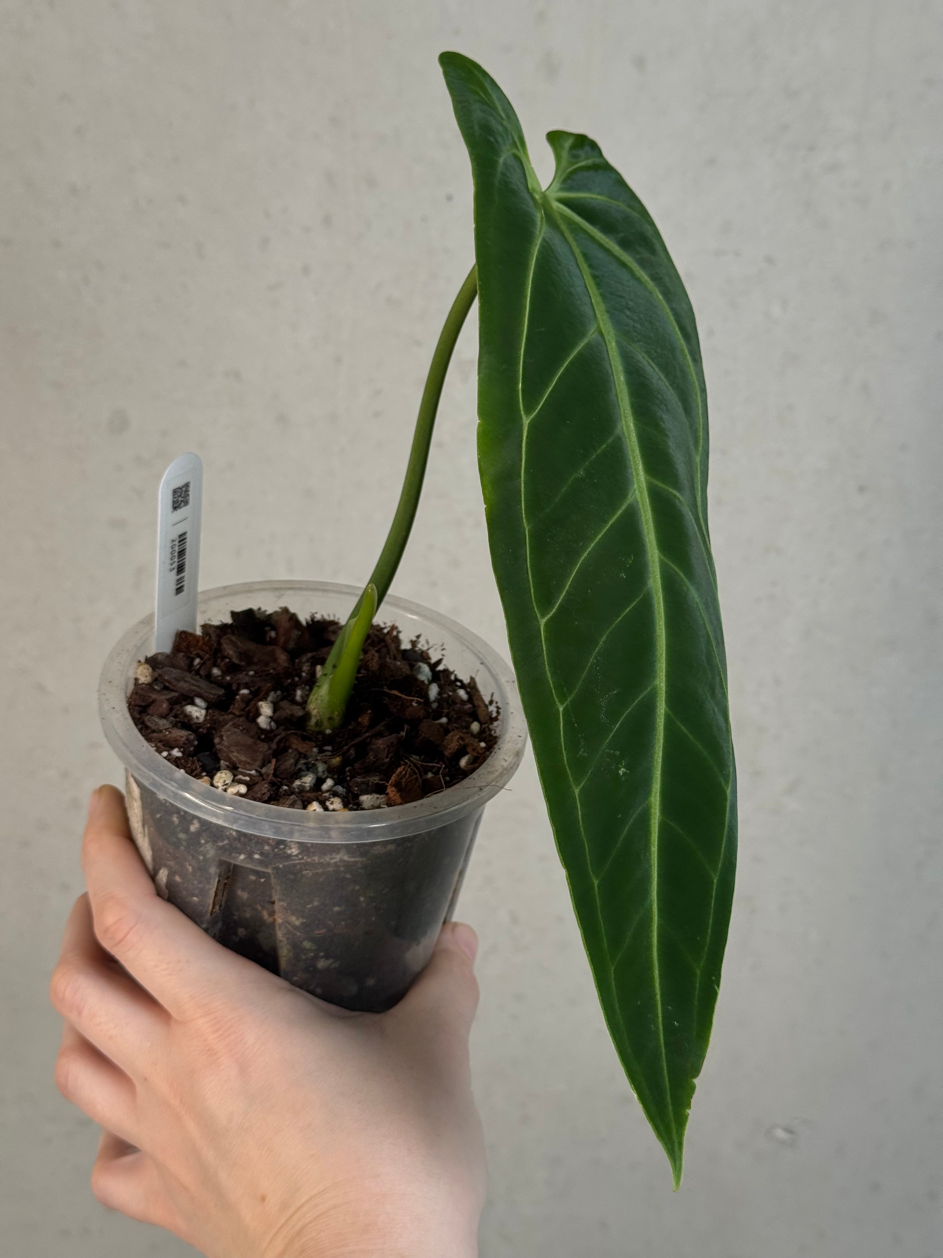 Anthurium Warocqueanum
