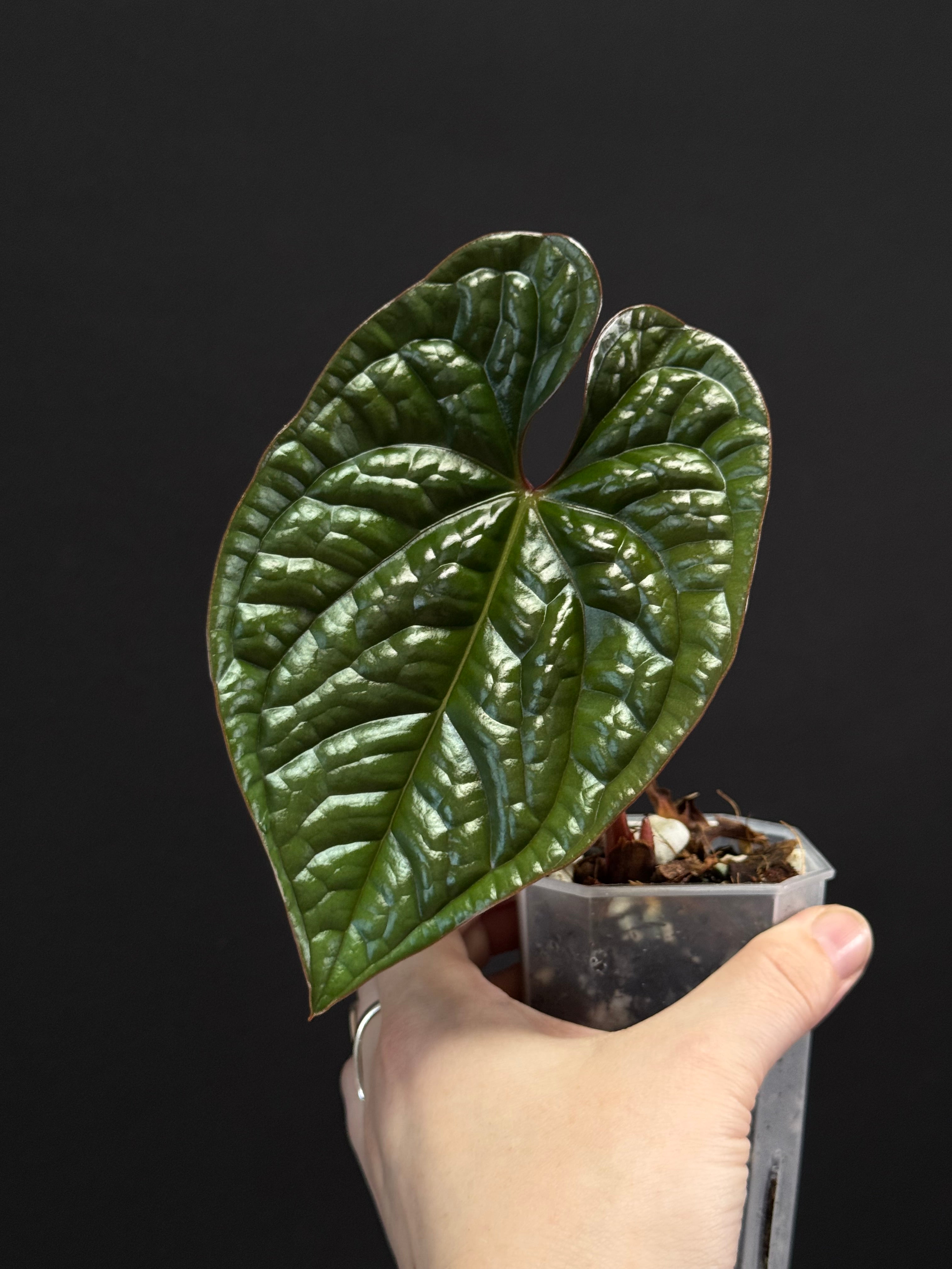 Anthurium Luxurians - SMUKHI