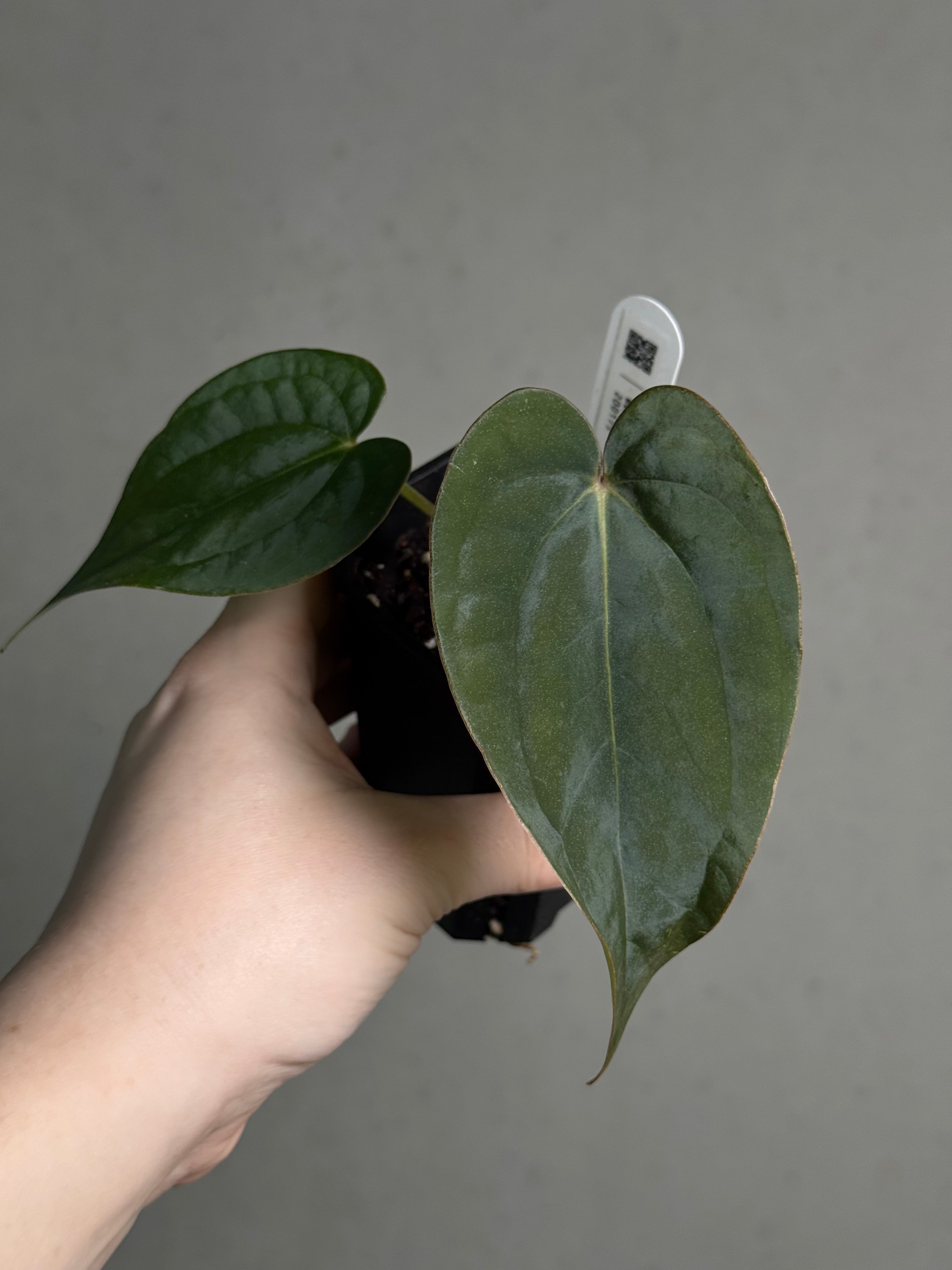 Anthurium (Dressleri RG F2 Dark x Carlablackiae 'Amanda') x Dressleri RG - SMUKHI