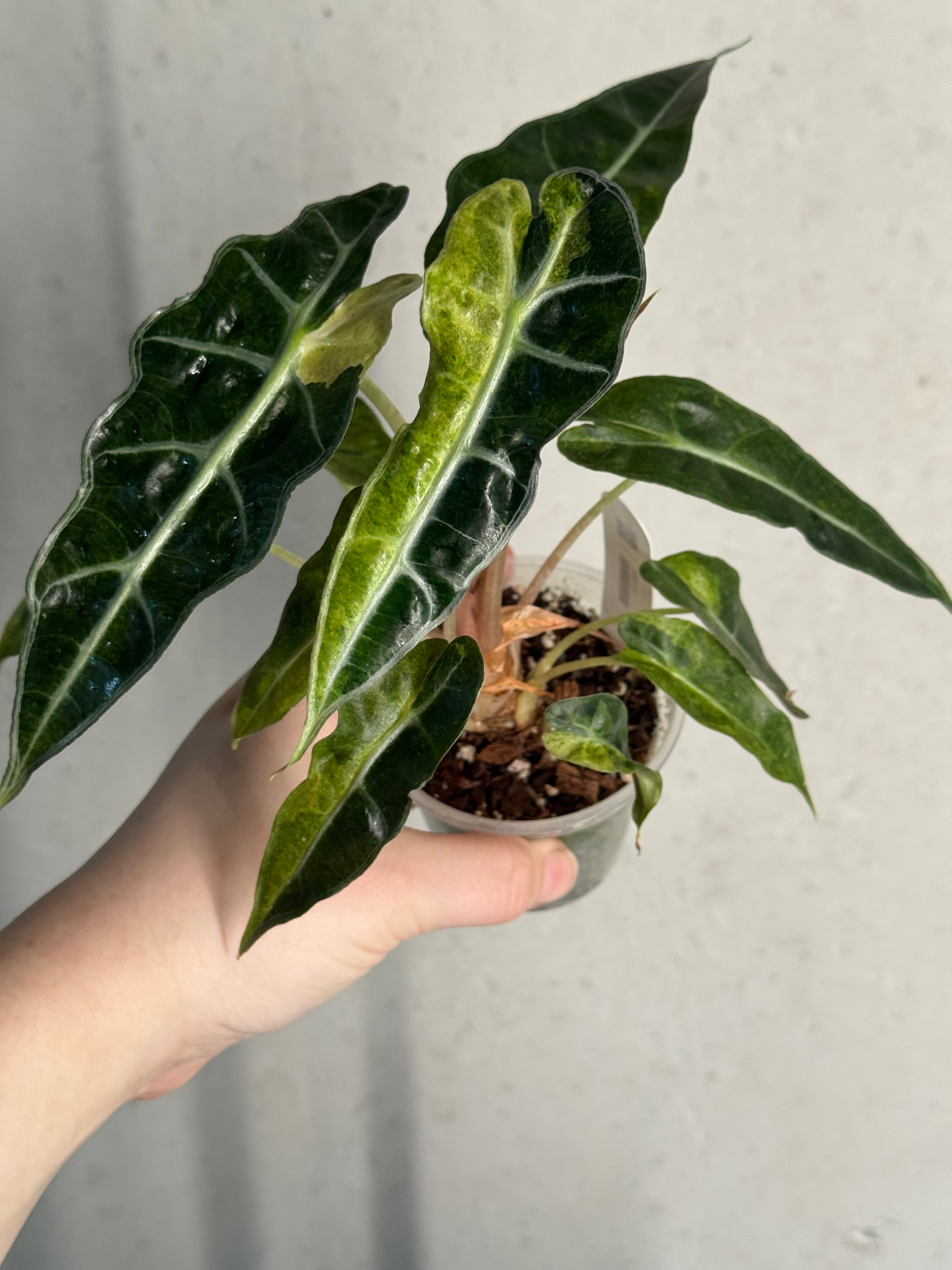 Alocasia Polly Aurea Variegata