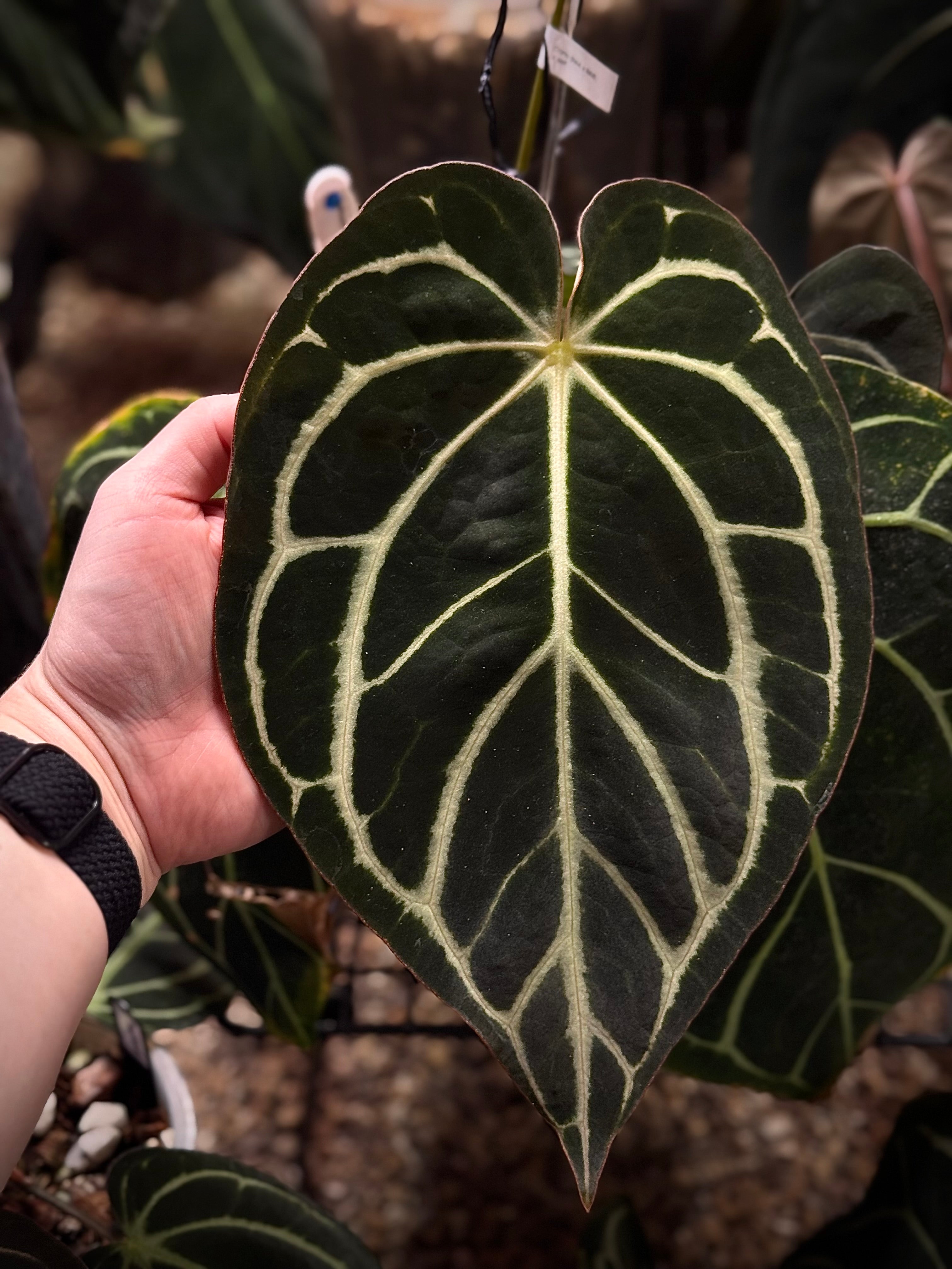 その他観葉植物 Anthurium Carlablackiae Anthurium Carlablackiae / アンスリウム カーラブラッキー⑩│観葉
