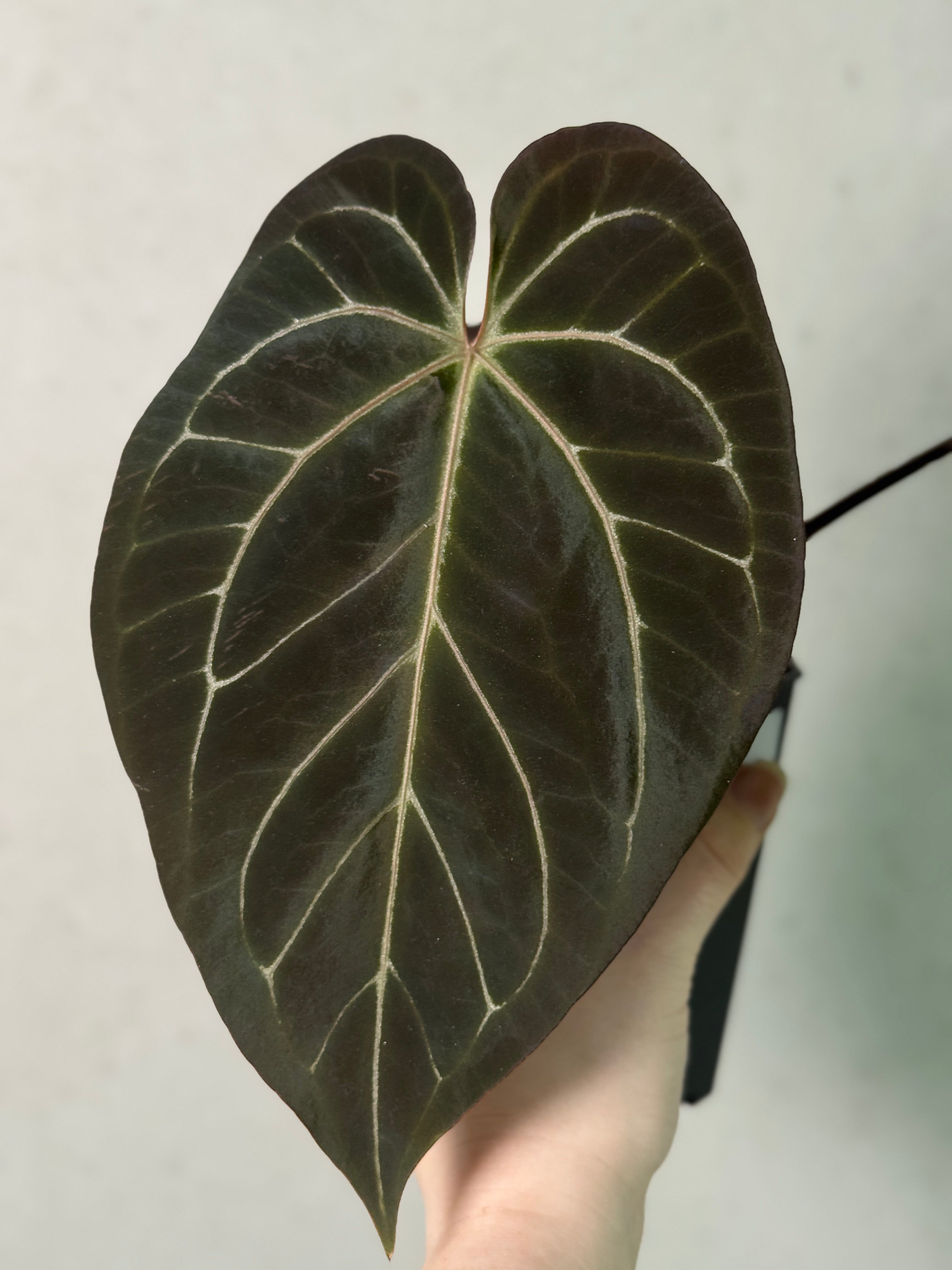 Anthurium Black Widow '43' x Red Velvet Cake '24'