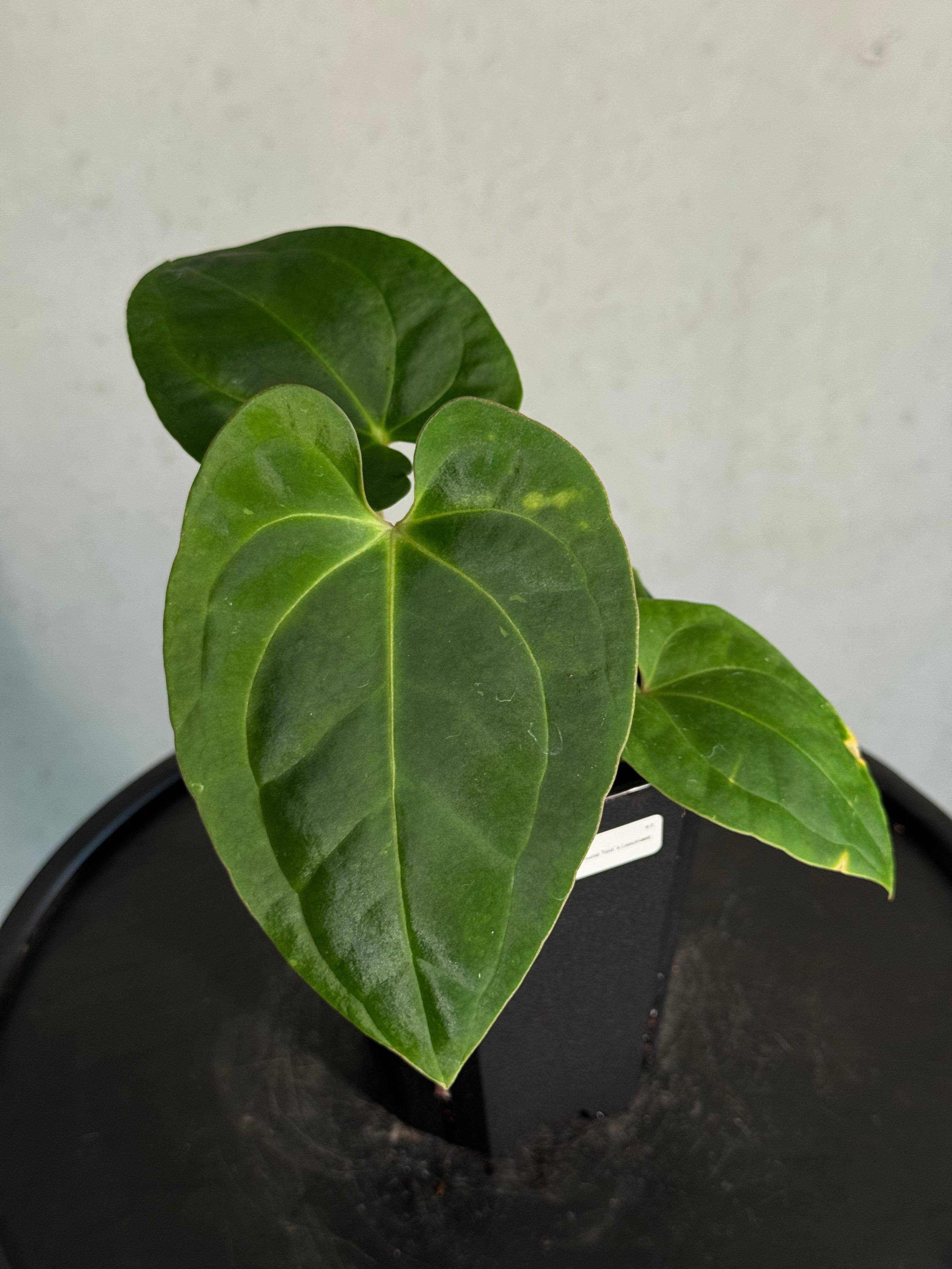 Anthurium Papillilaminum 'Guna Yala' x Luxurians - SMUKHI