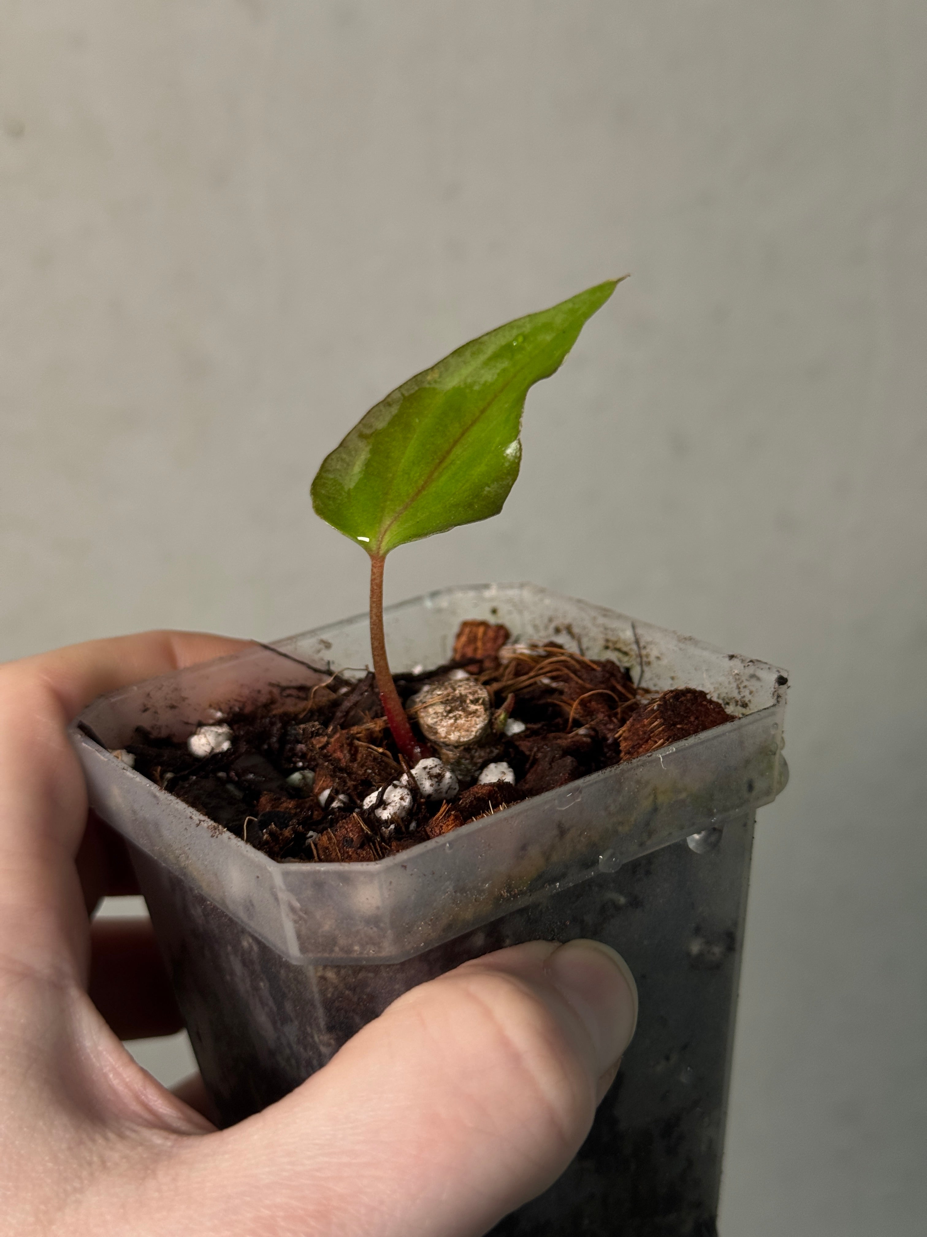 Anthurium Midnight Velvet x BVEP (Tezula) - Clone - SMUKHI