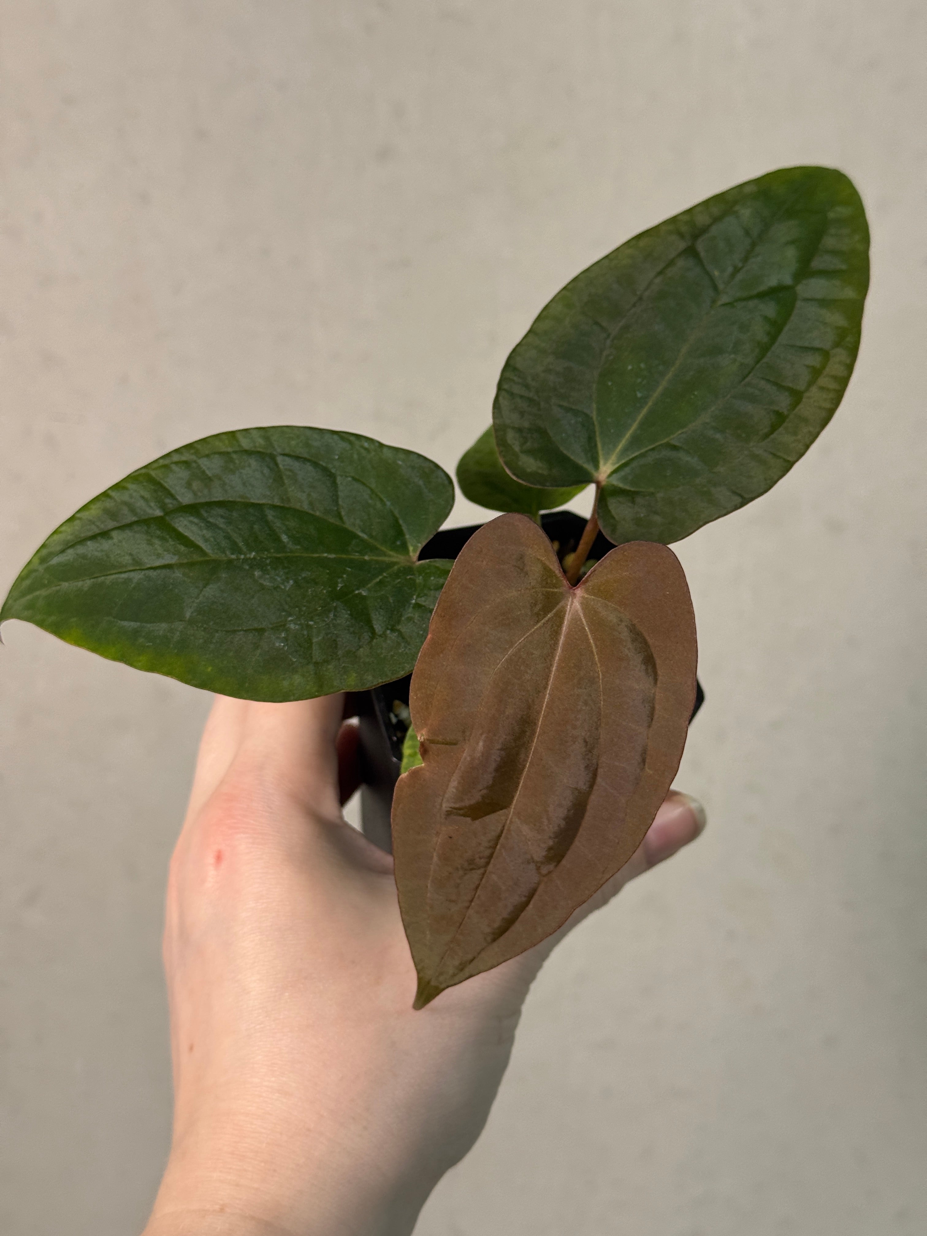 Anthurium Red Vein Dark Phoenix x BVEP RA1