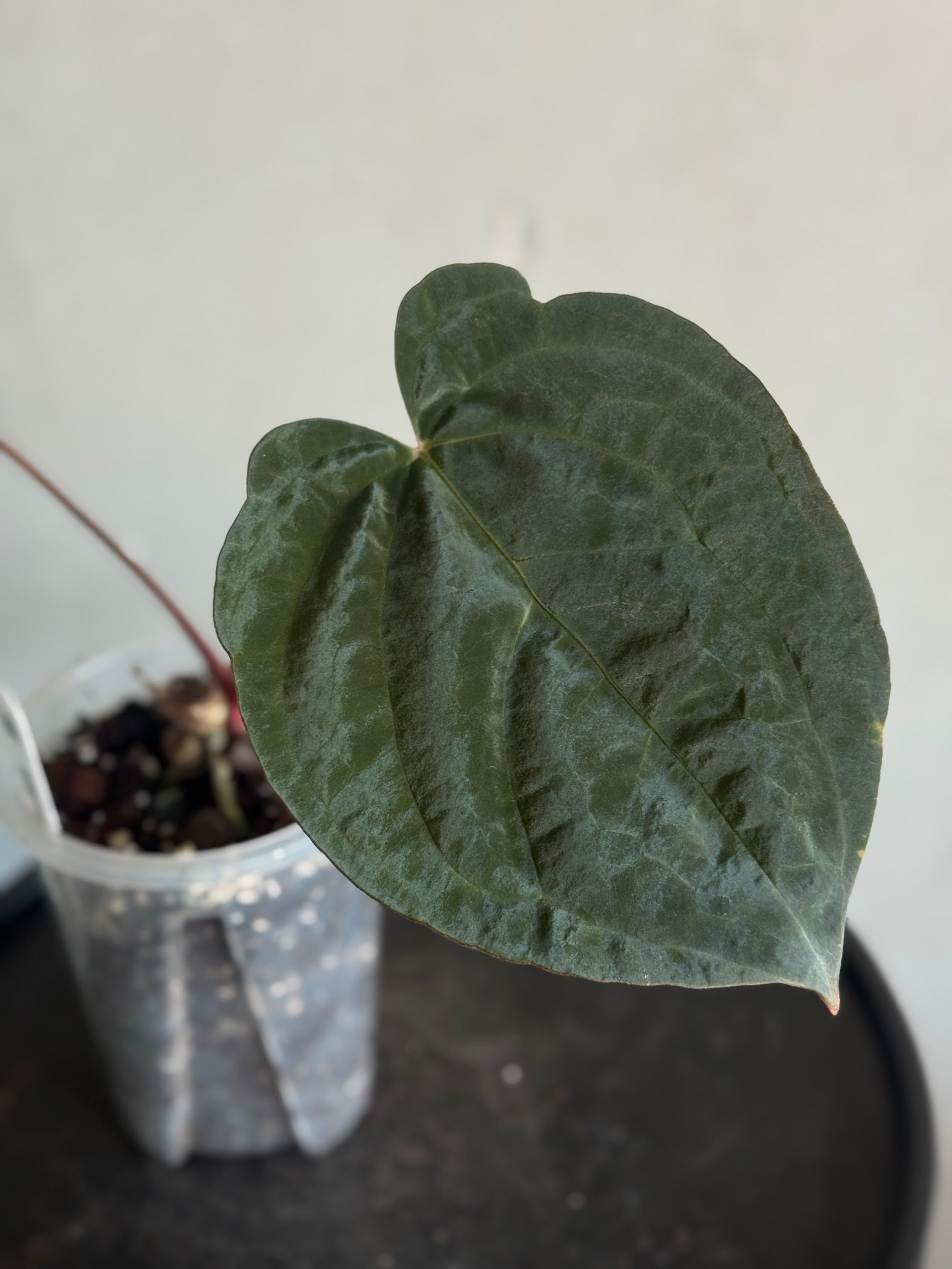 Anthurium Goliath x Dark Phoenix