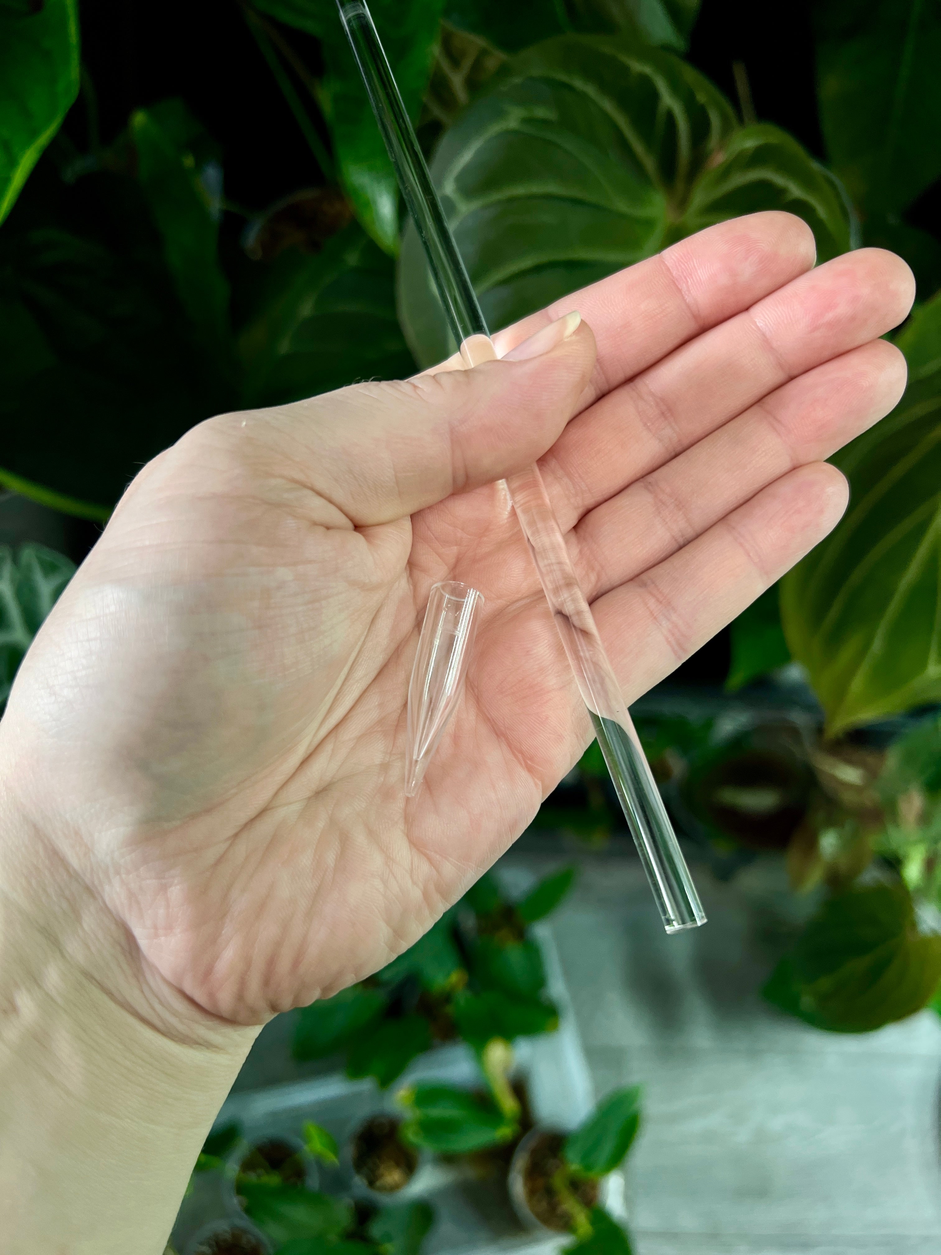 Clear Plant Stake - Support Stick