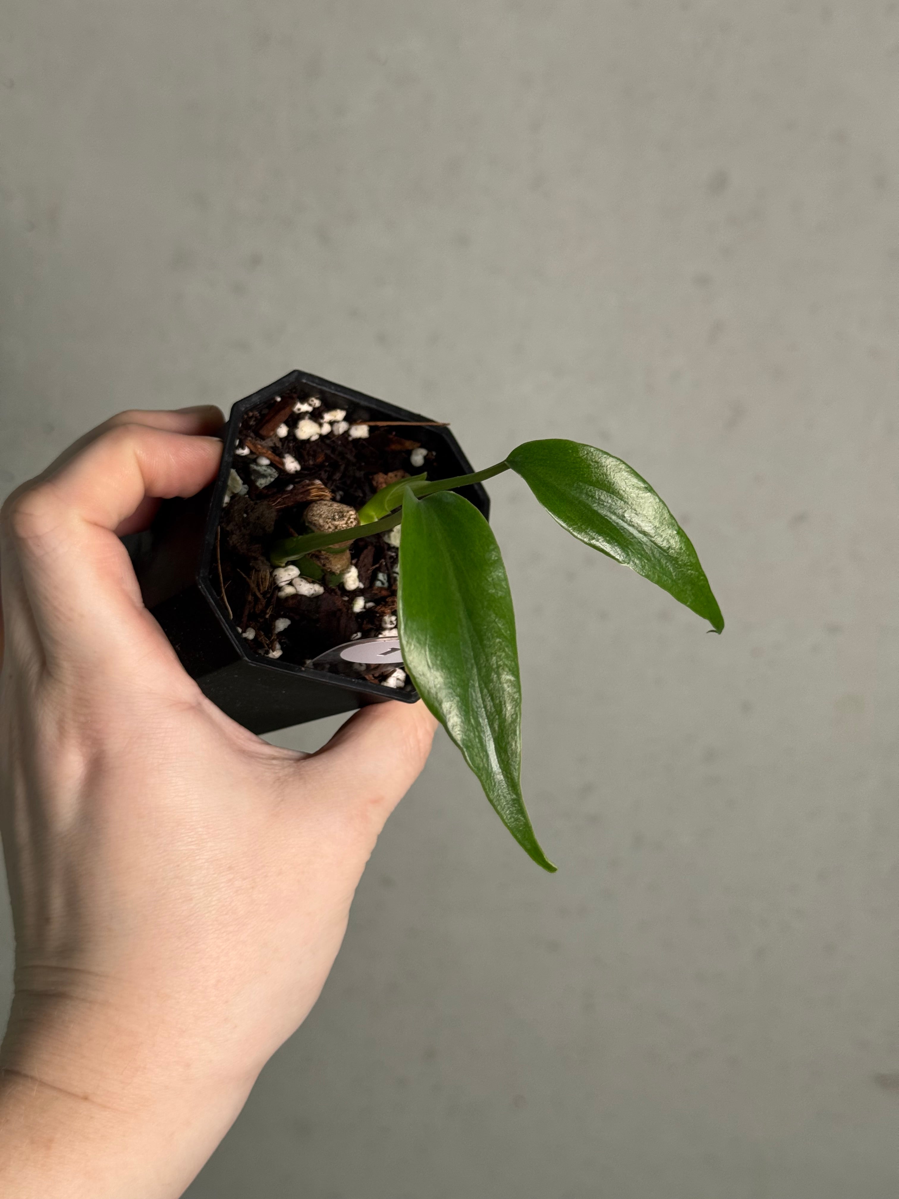 Monstera Burle Marx Flame - Clone - SMUKHI