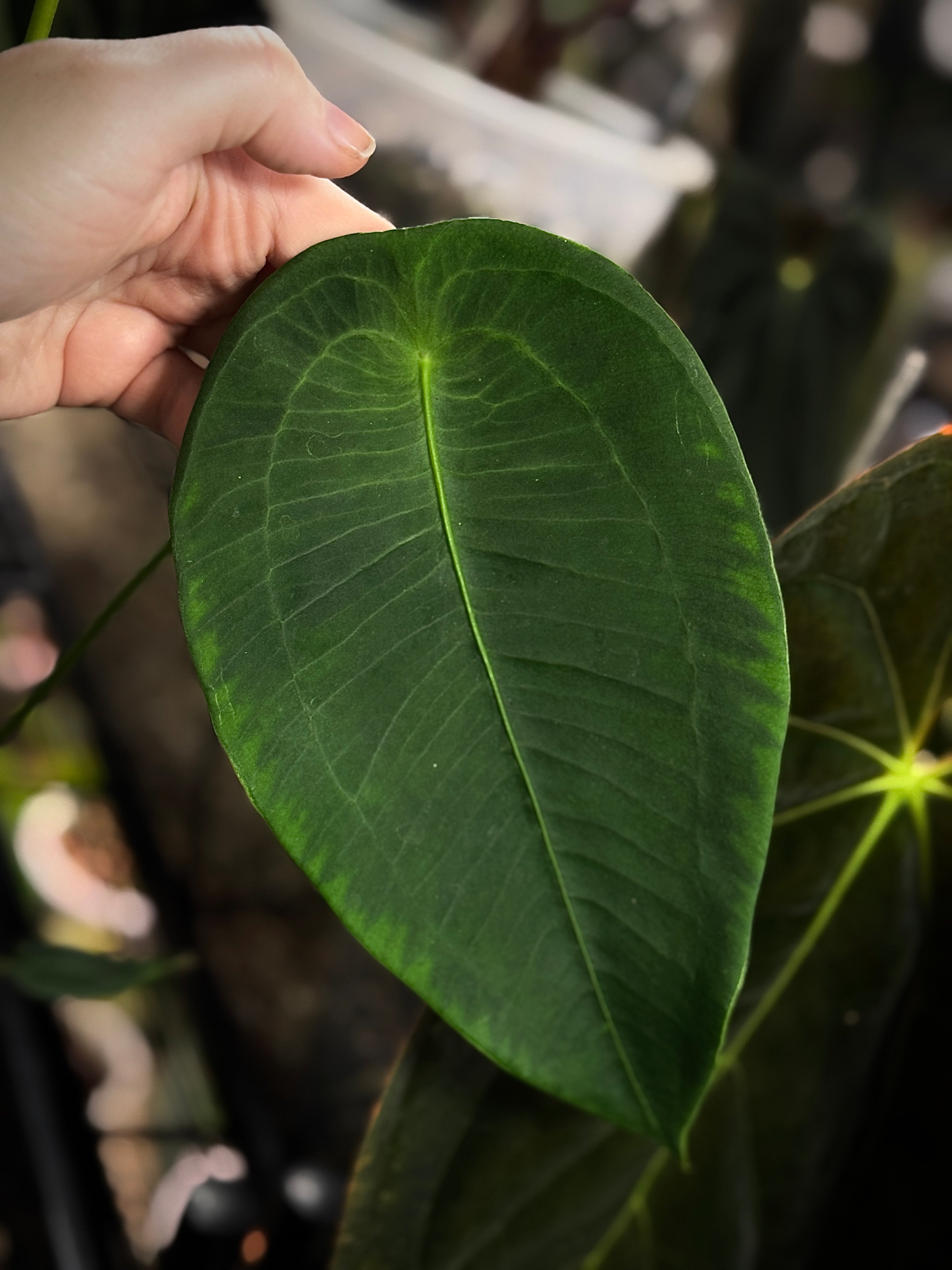 Anthurium Peltigerum S1 (sets) - SMUKHI