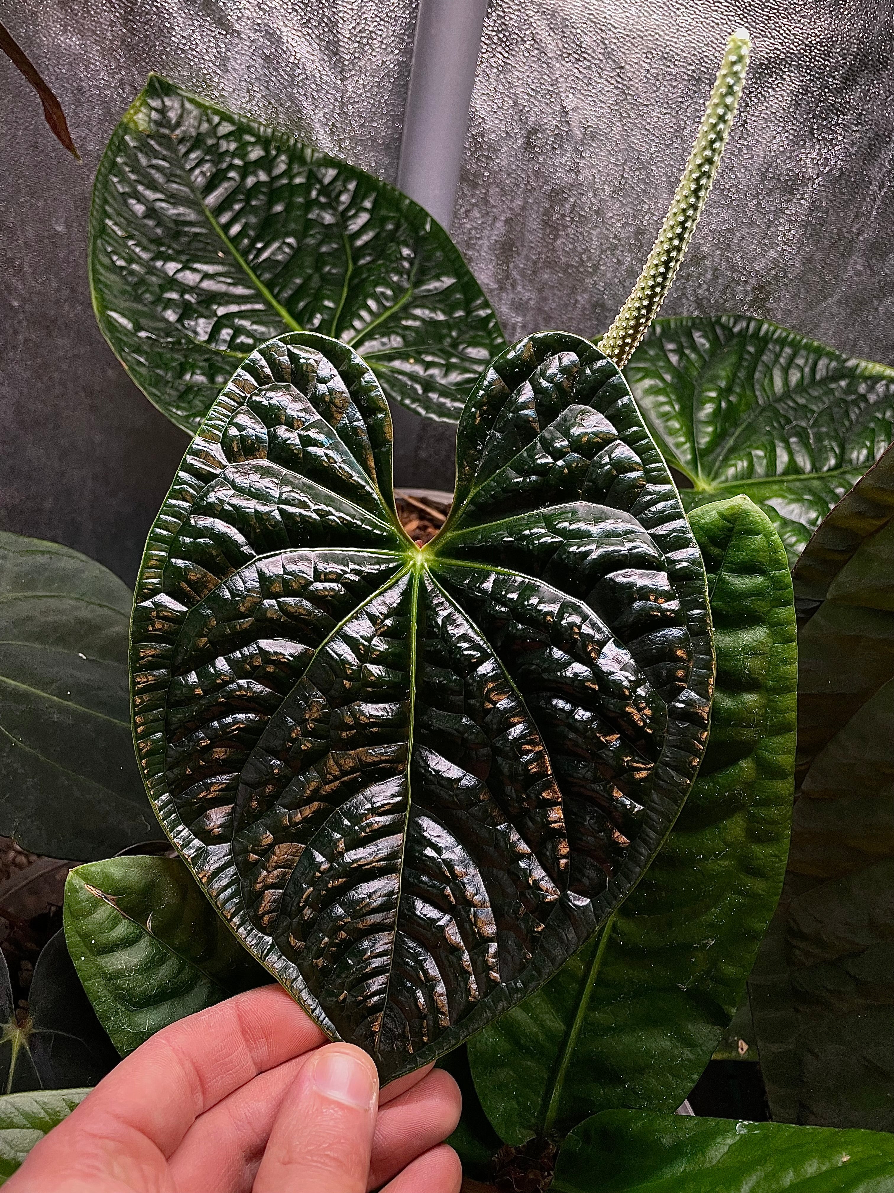 Anthurium Michelle x Luxurians