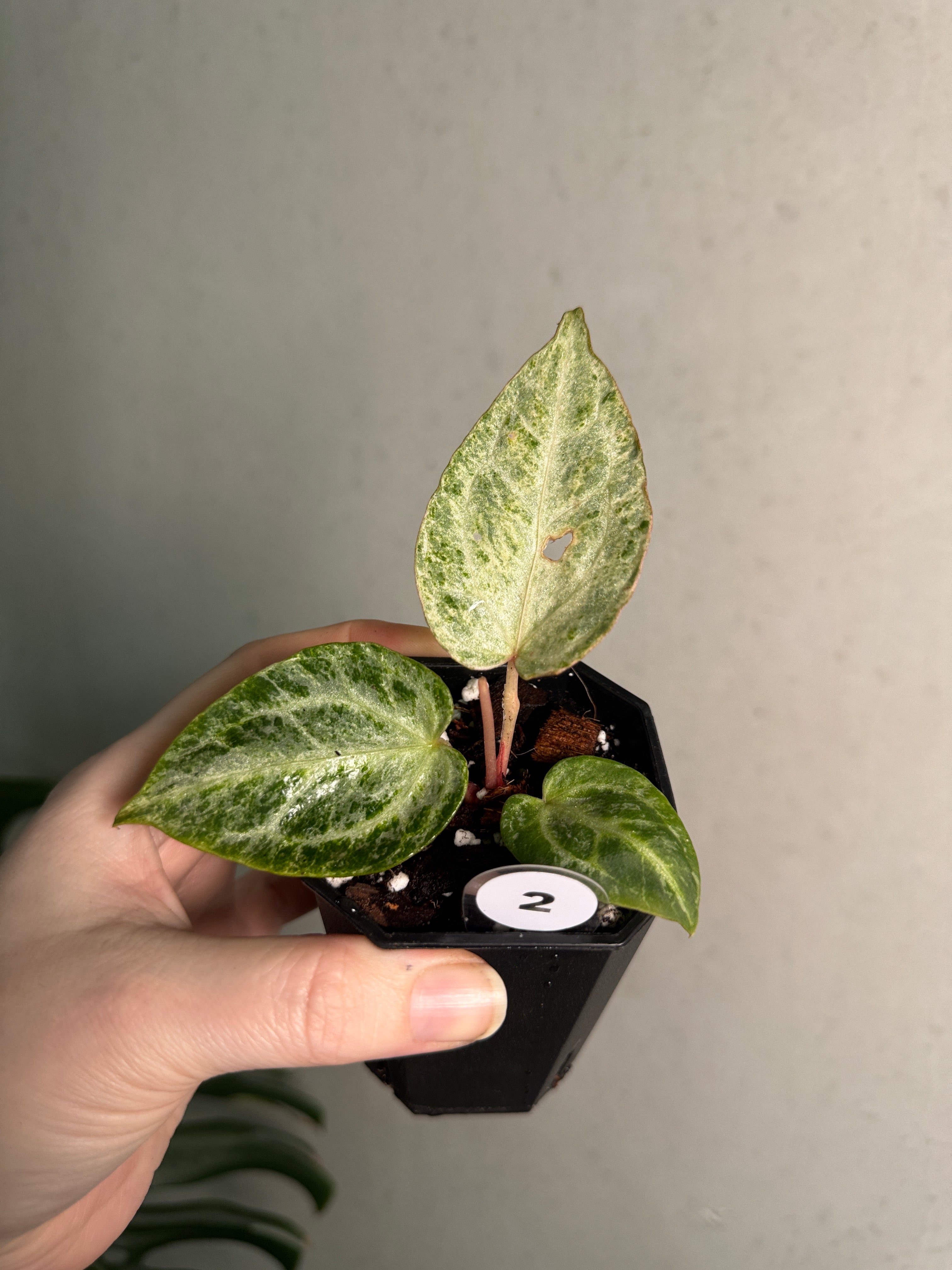 Anthurium 'Silver Blush' Mint Variegata - SMUKHI