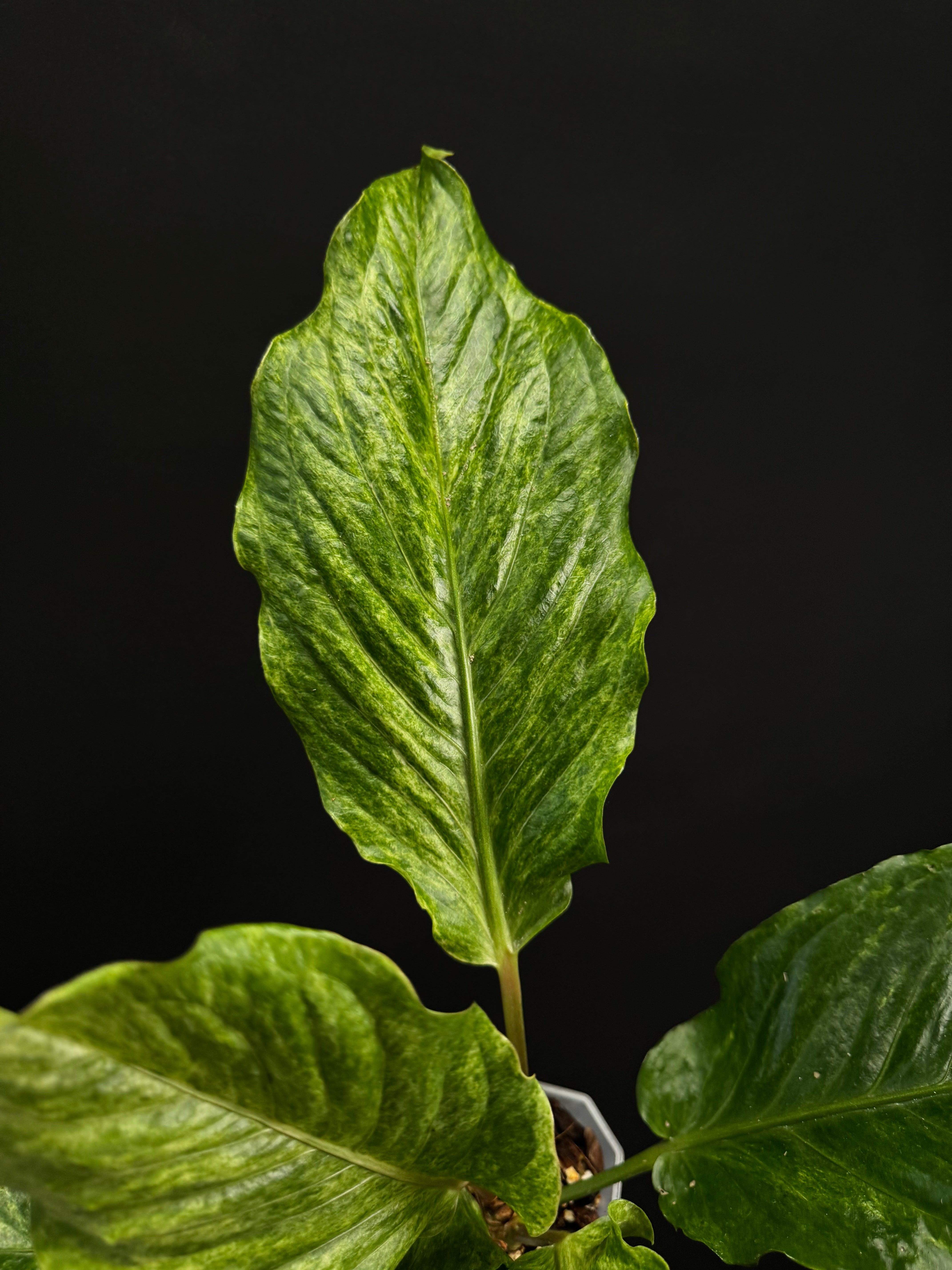 Anthurium Bonplandii Variegata