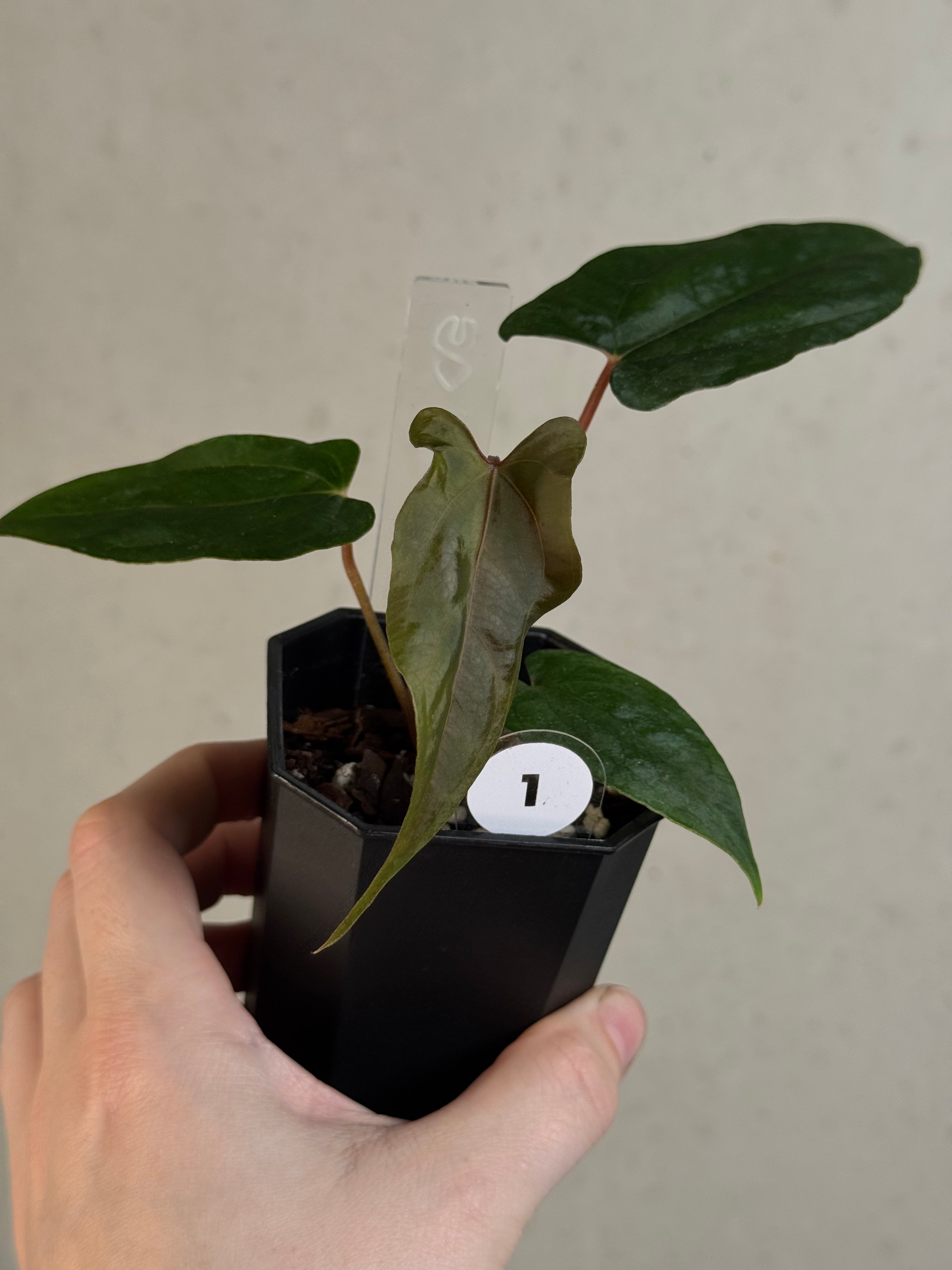 Anthurium Ralph Lynam x self