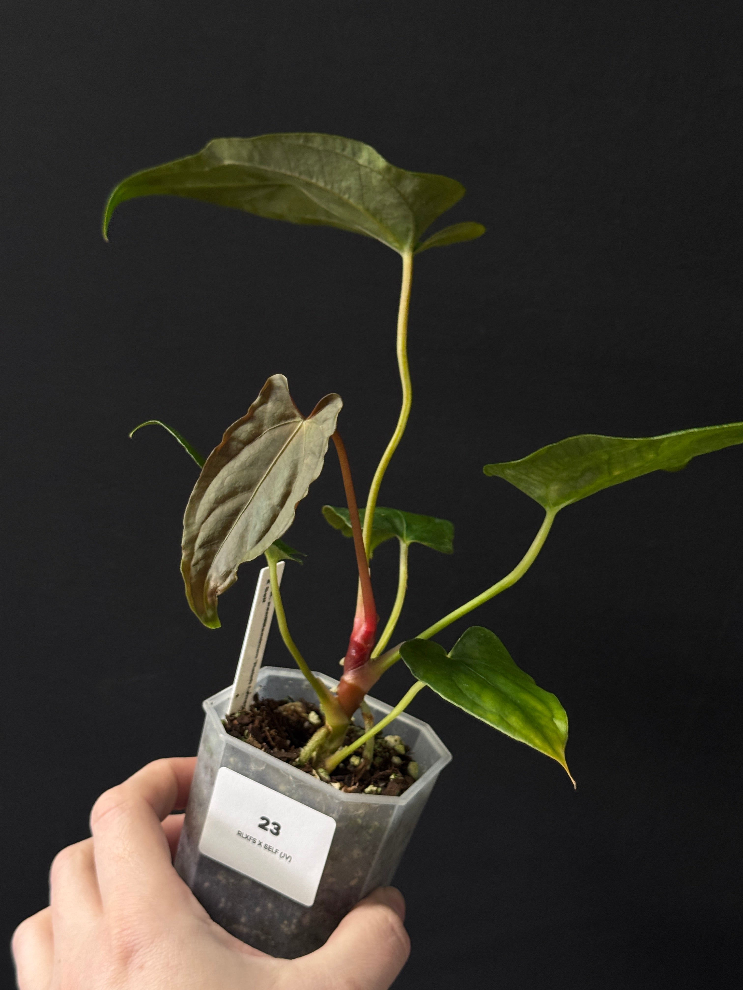 Anthurium November Sale - Various plants