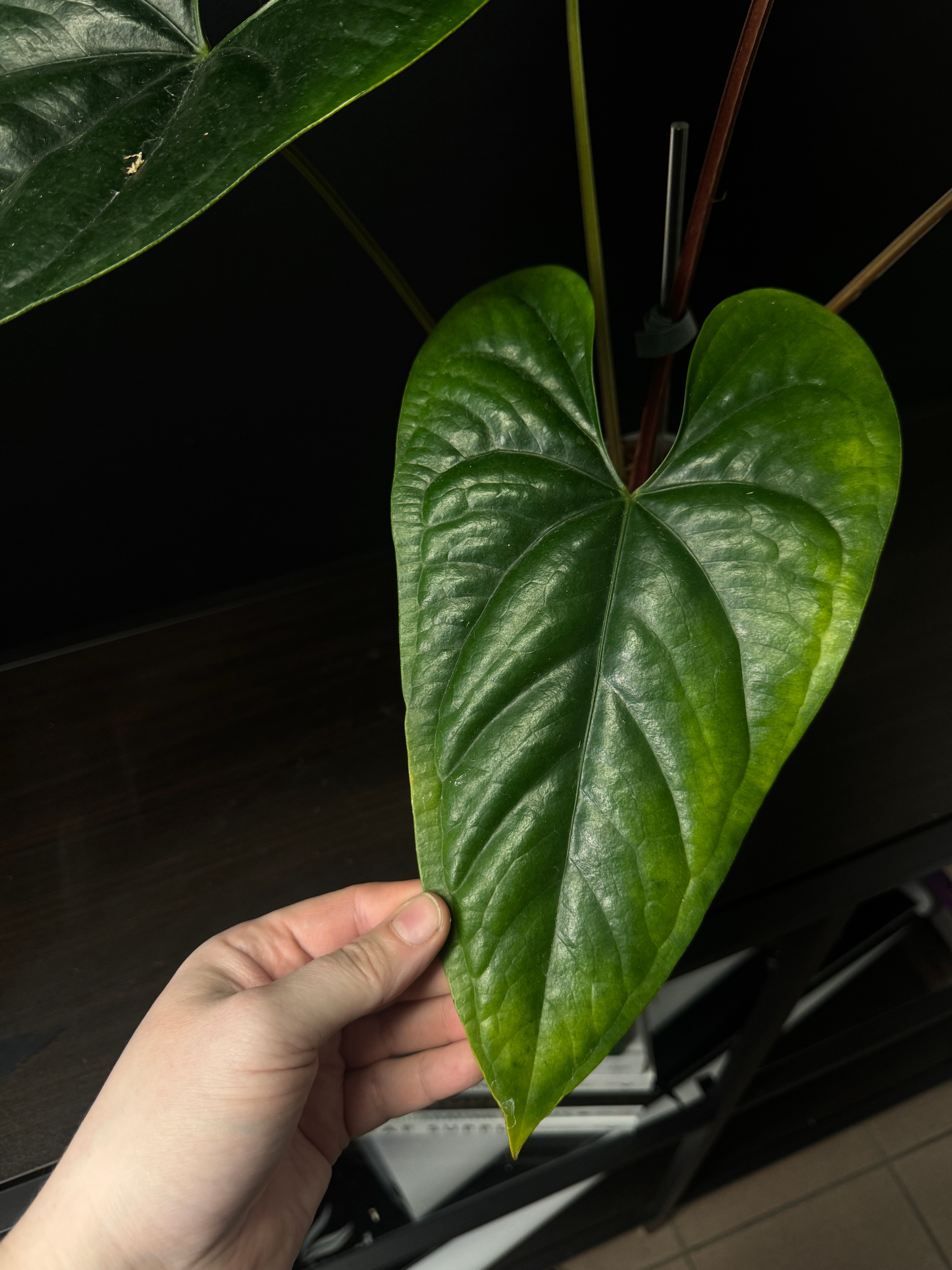 Anthurium Nigrolaminum ‘Gigi’ x Luxurians