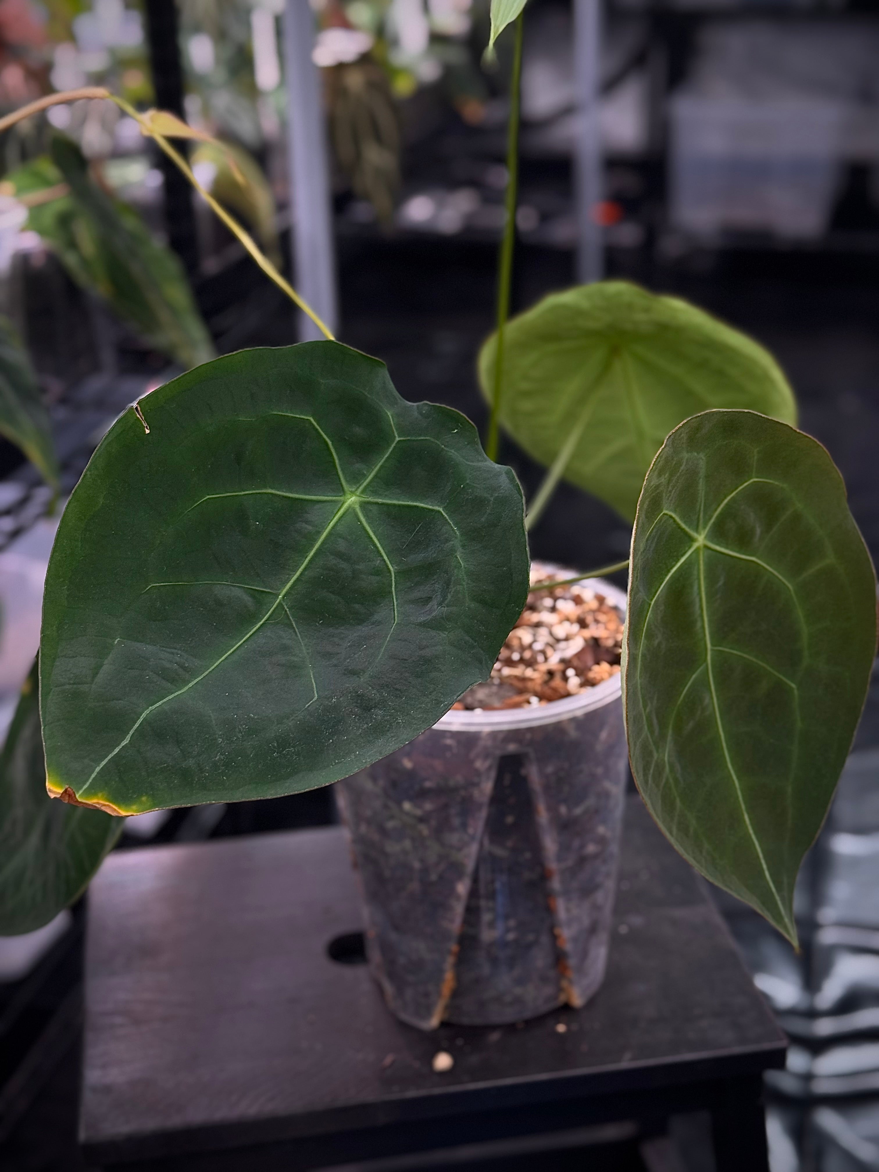 Anthurium Goliath x Dark Phoenix - OR Forgetii Dark Form - Seeds