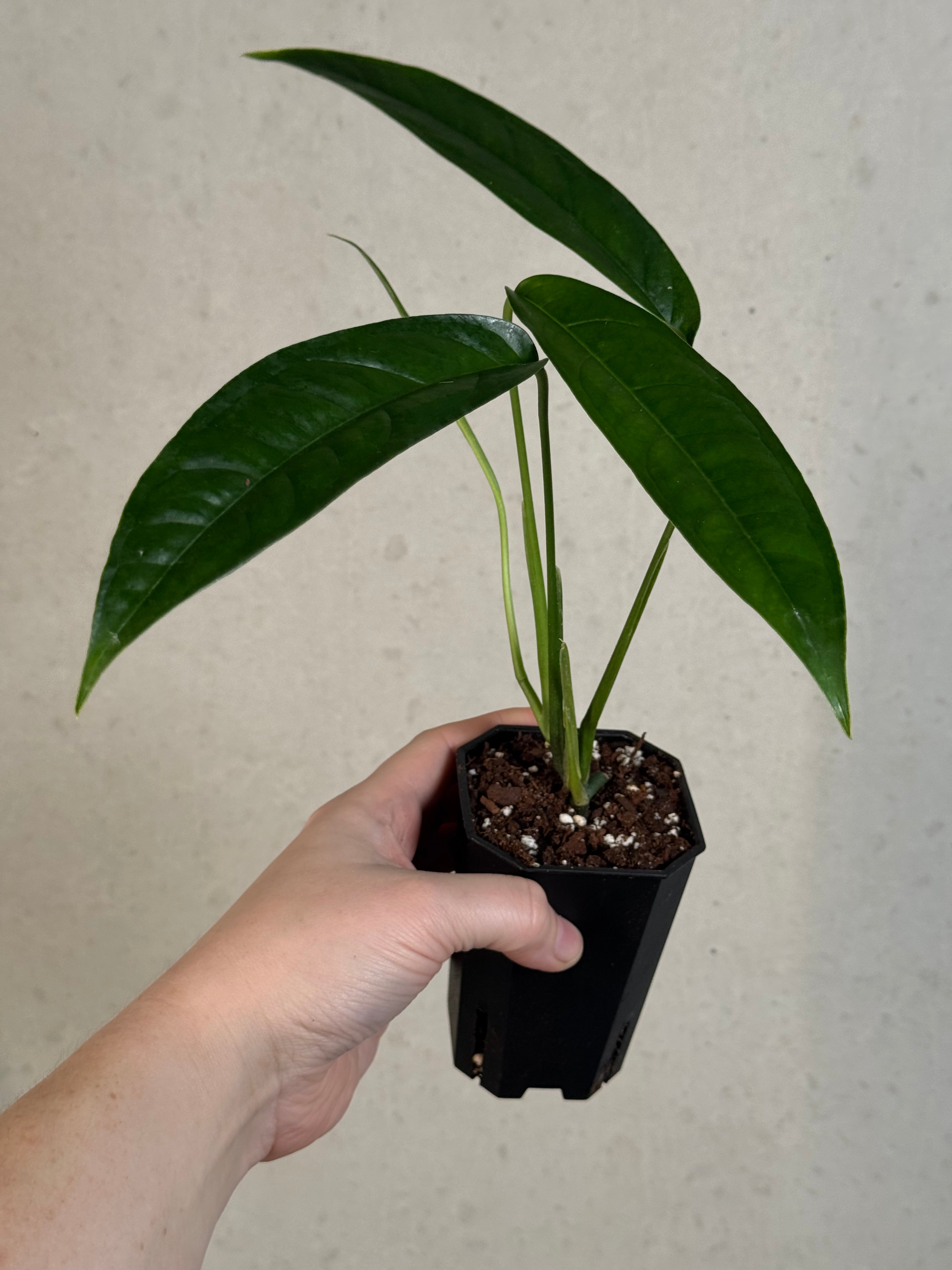 Monstera aff. Obliqua Yasuni