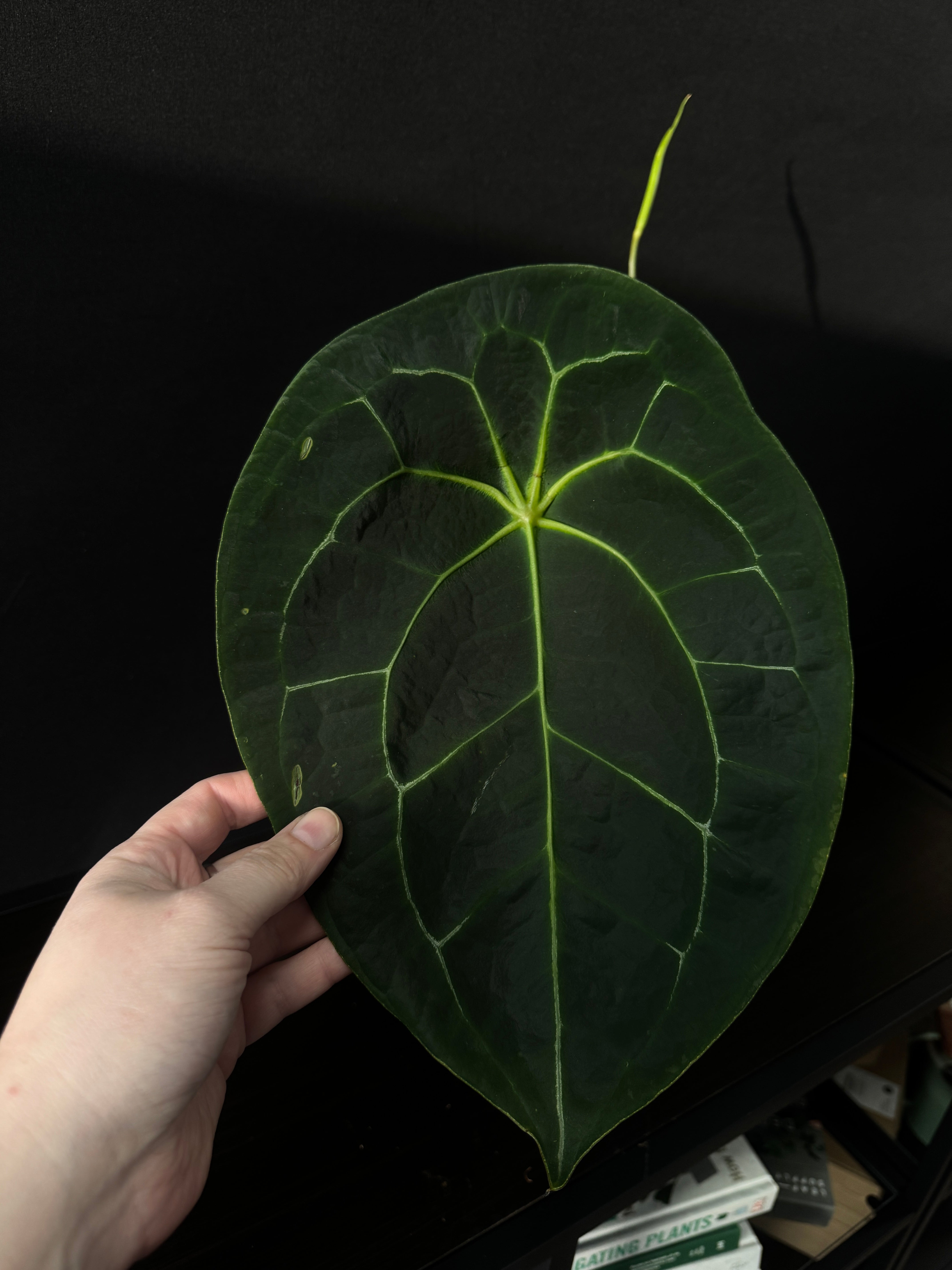 Anthurium Forgetii