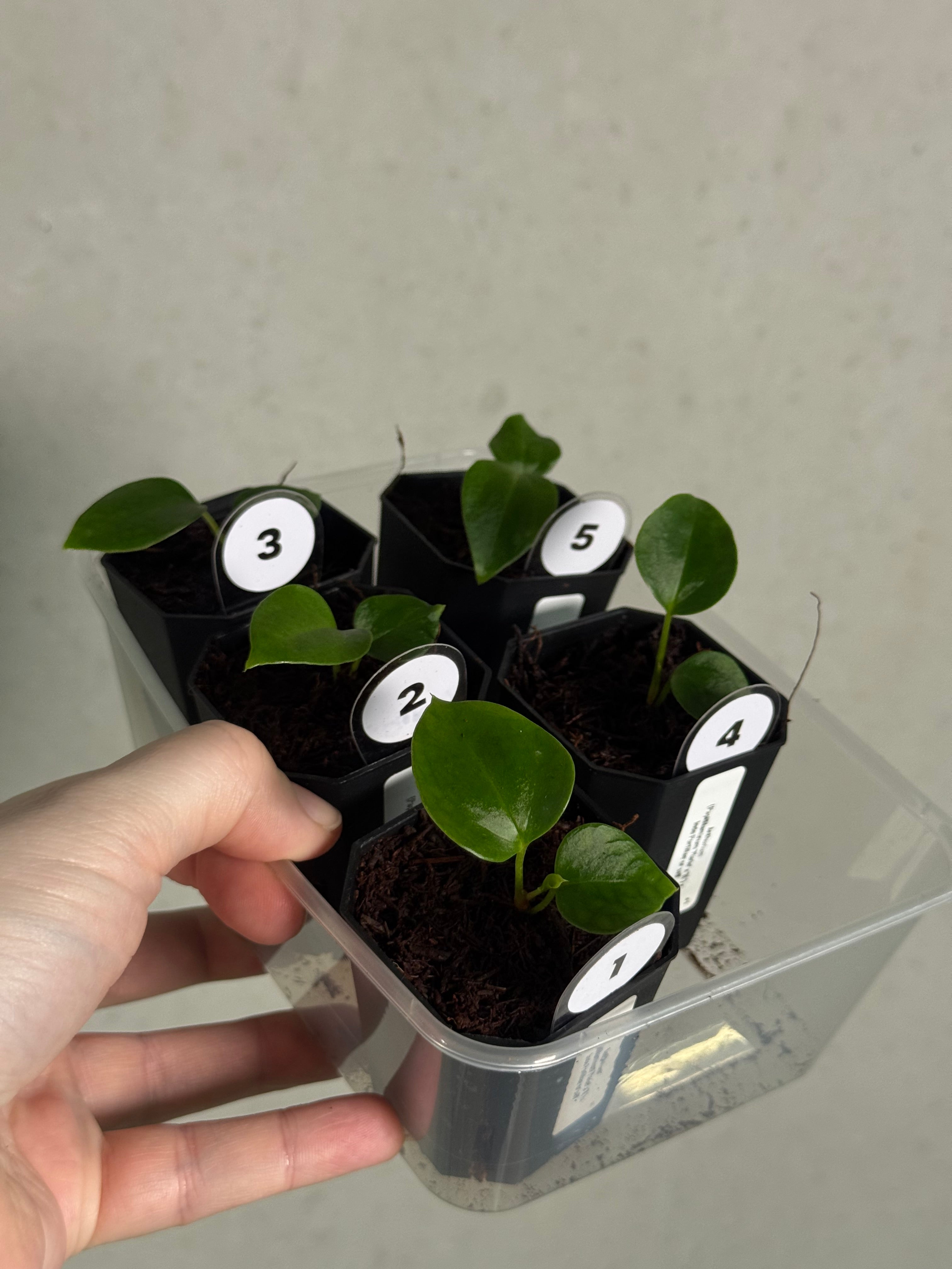 Anthurium (Papillilaminum 'Marie' x 'IL') x Indo Portillae or self - SMUKHI