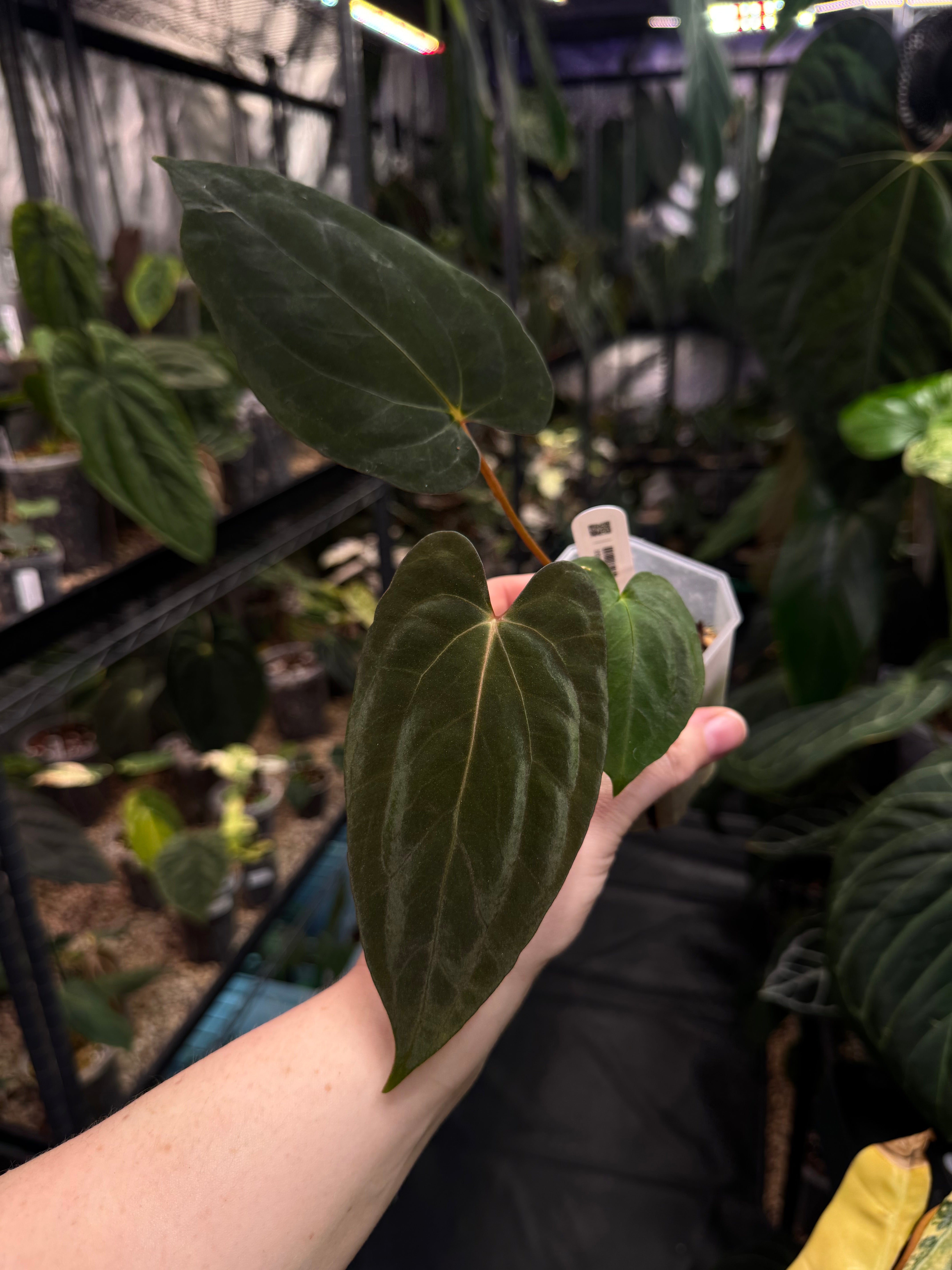 Anthurium Papillilaminum ‘Marie’ - Clone