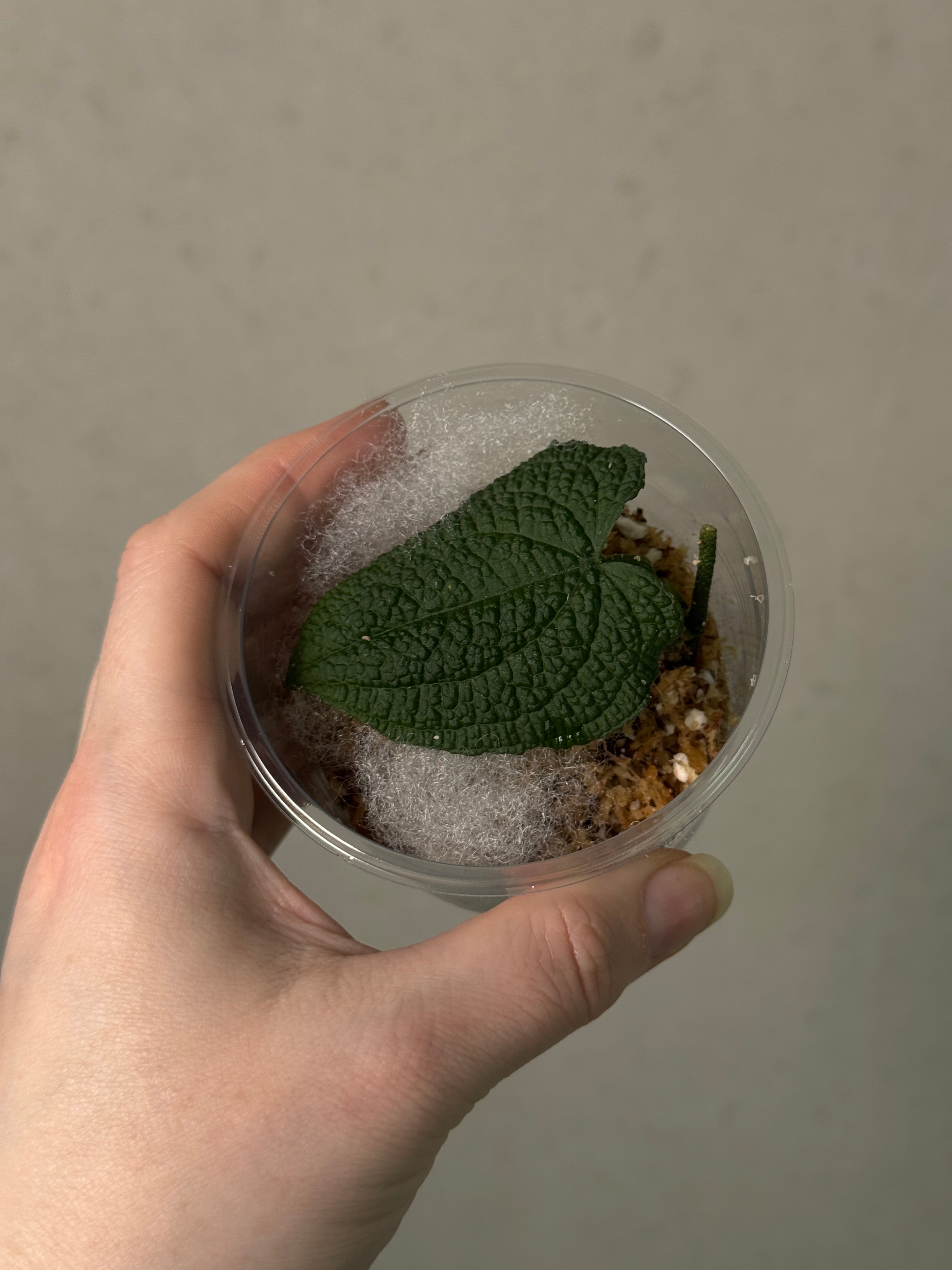 Anthurium Clidemioides - Clone