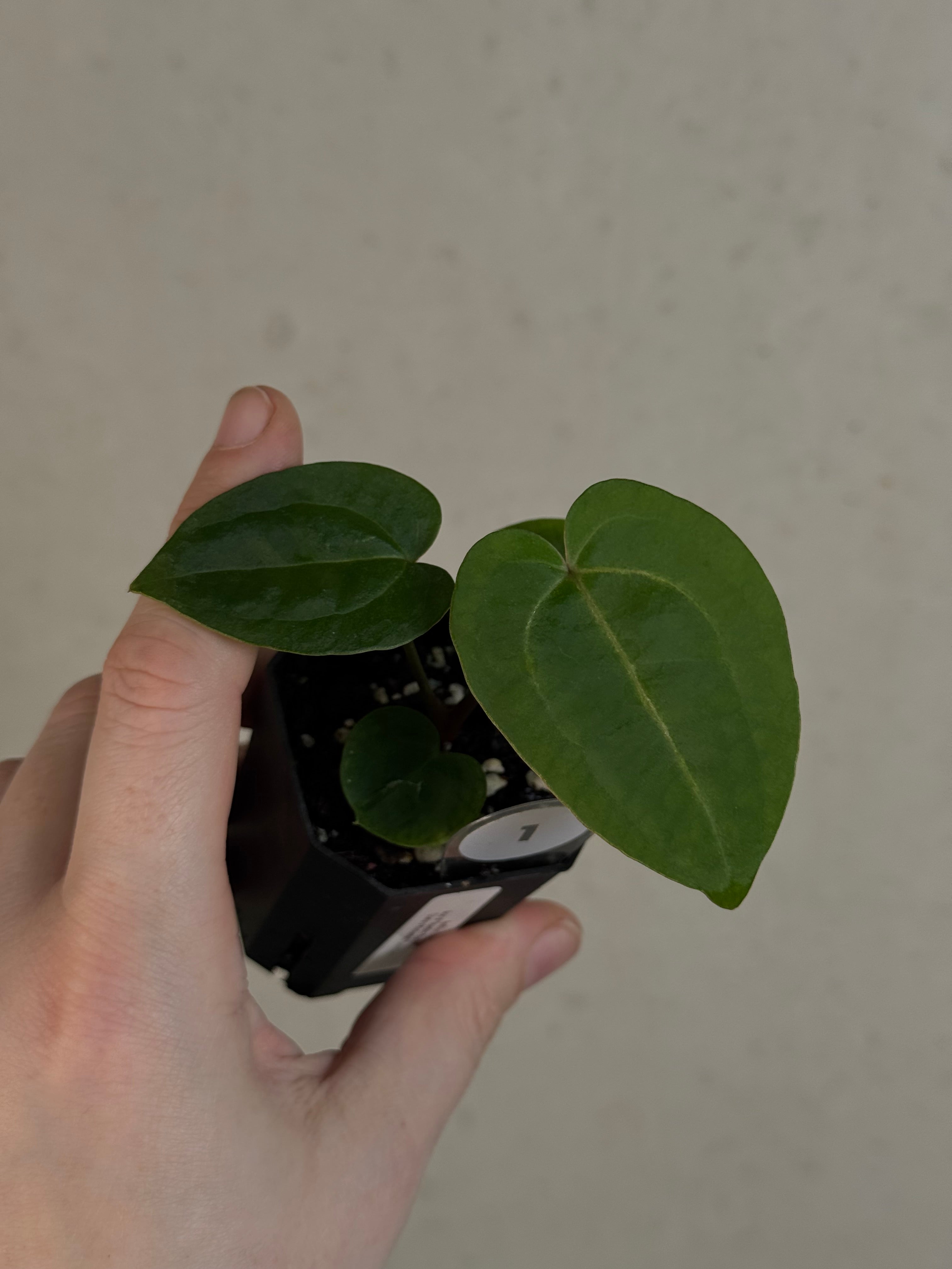 Anthurium Ace of Spades Dark Form x (Zara x Michelle) 'Selected'