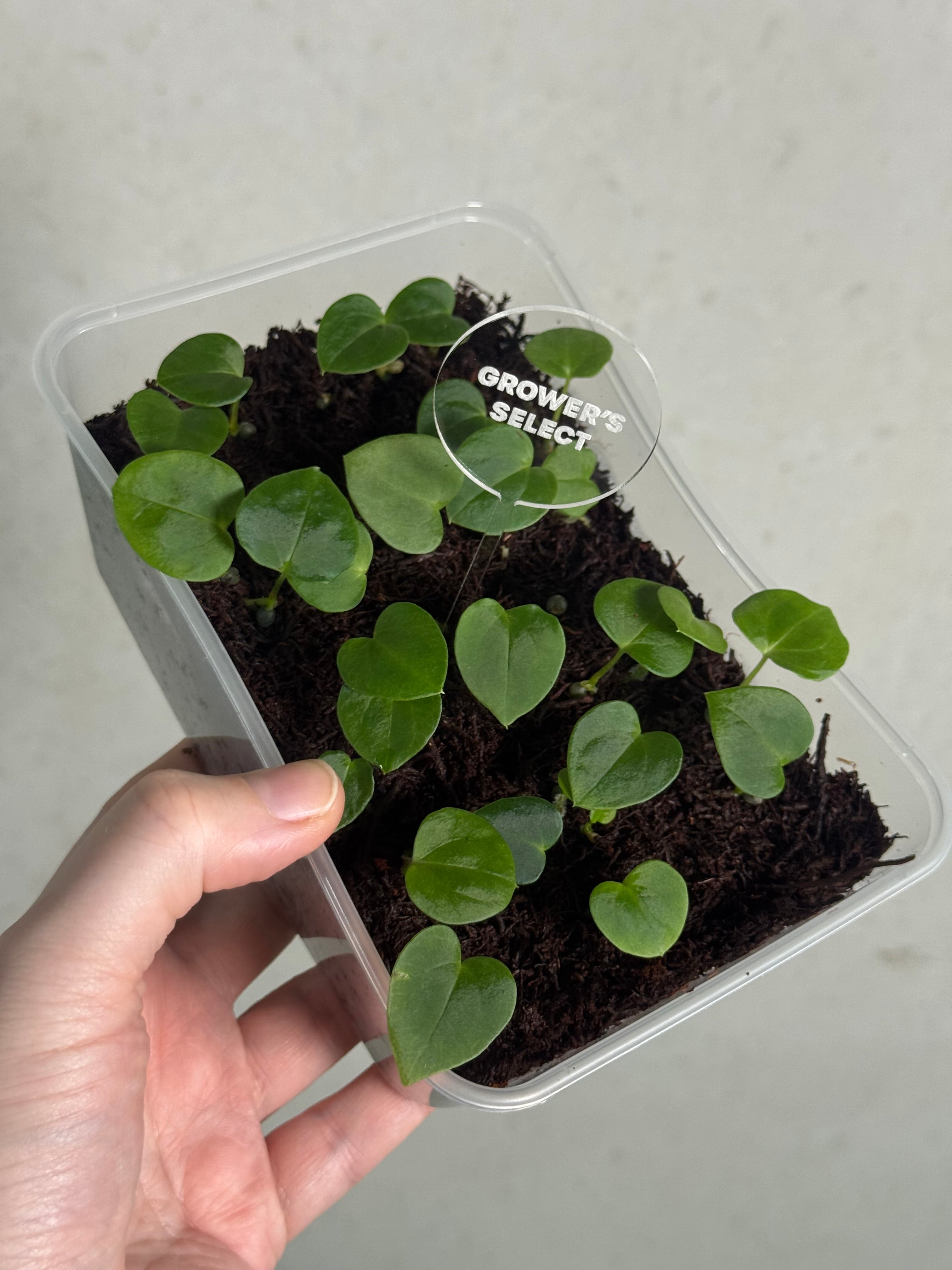 Anthurium Papillilaminum Ree Gardens x BVEP (‘Round’ x RA1) - SMUKHI