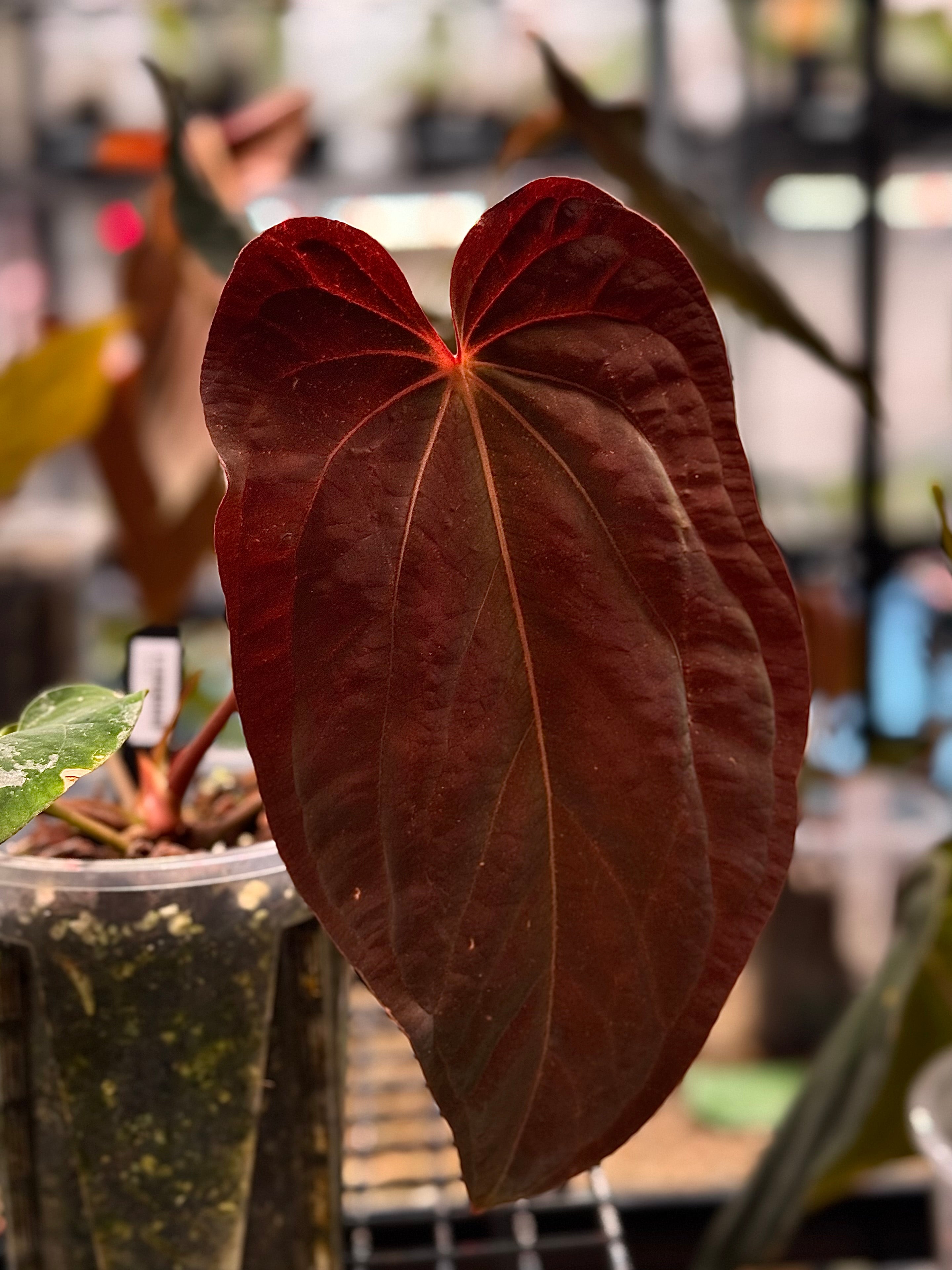 NFS: Anthurium BVEP RA9 - SMUKHI