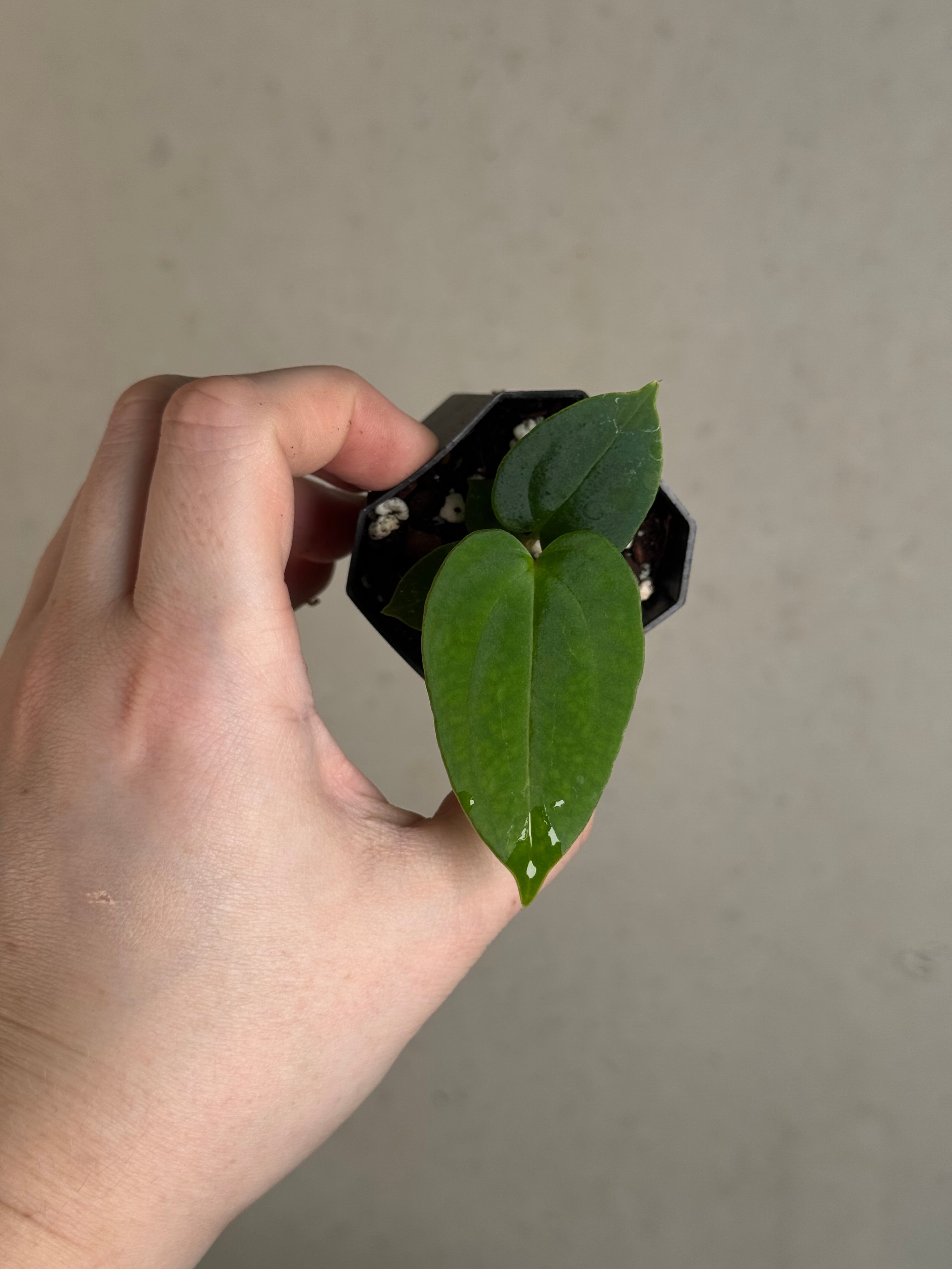 Anthurium Fort Sherman S1 x open