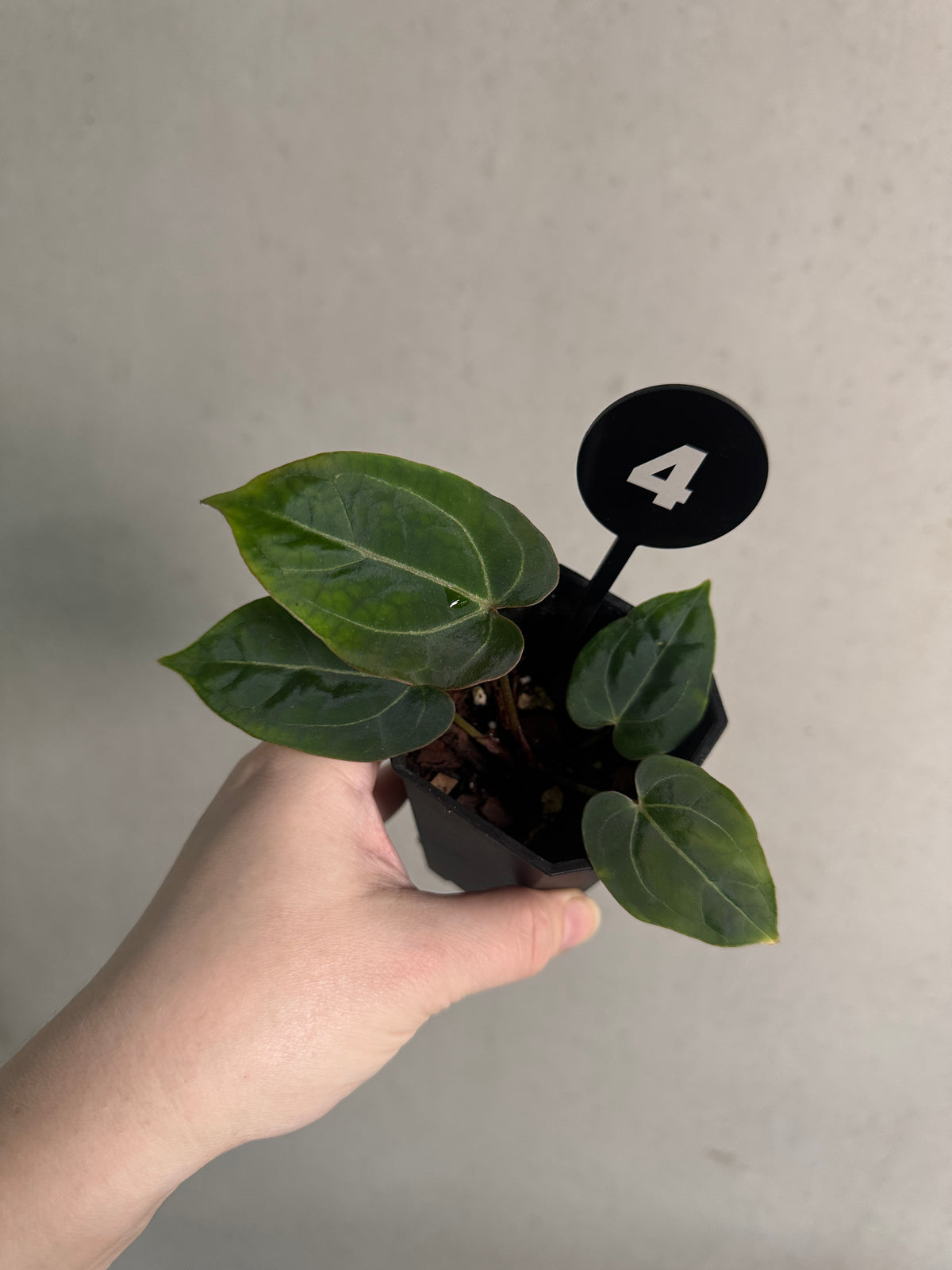 SMUKHI Anthurium plant with vibrant green leaves, healthy foliage, and a glossy appearance, showcasing a value-grade indoor plant.