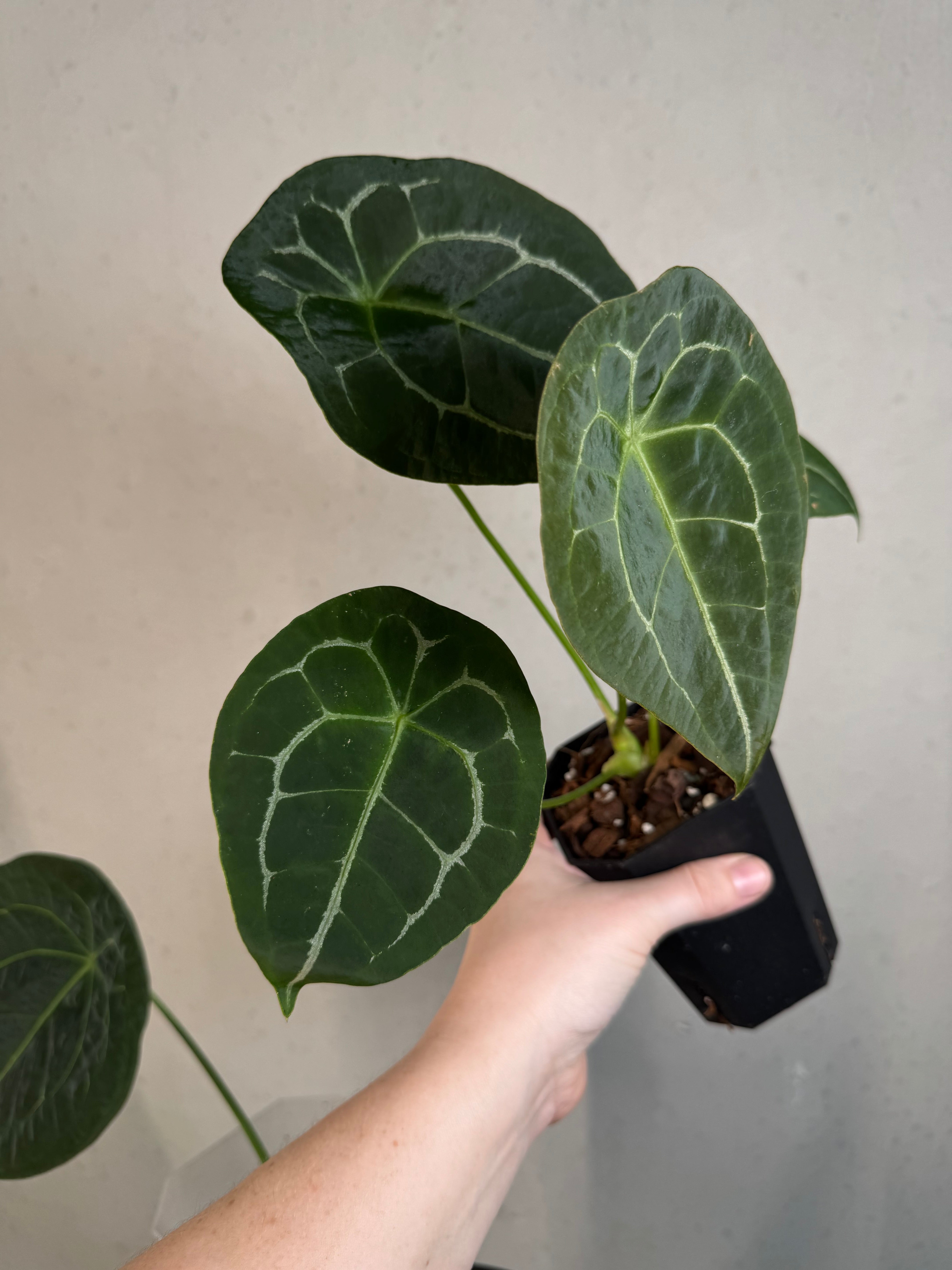 Anthurium Forgetii Silver/White Stripes