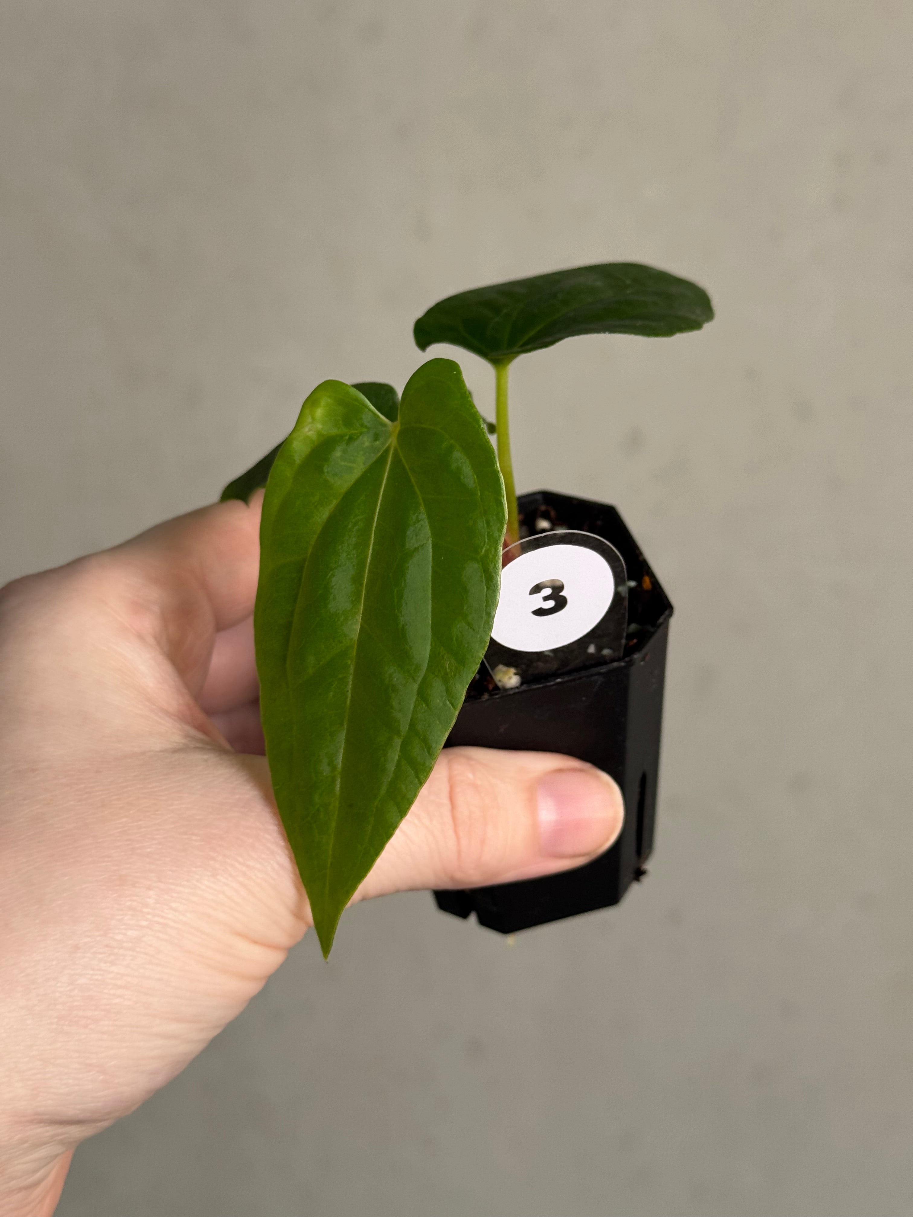 Anthurium Ralph Lynam x self - SMUKHI