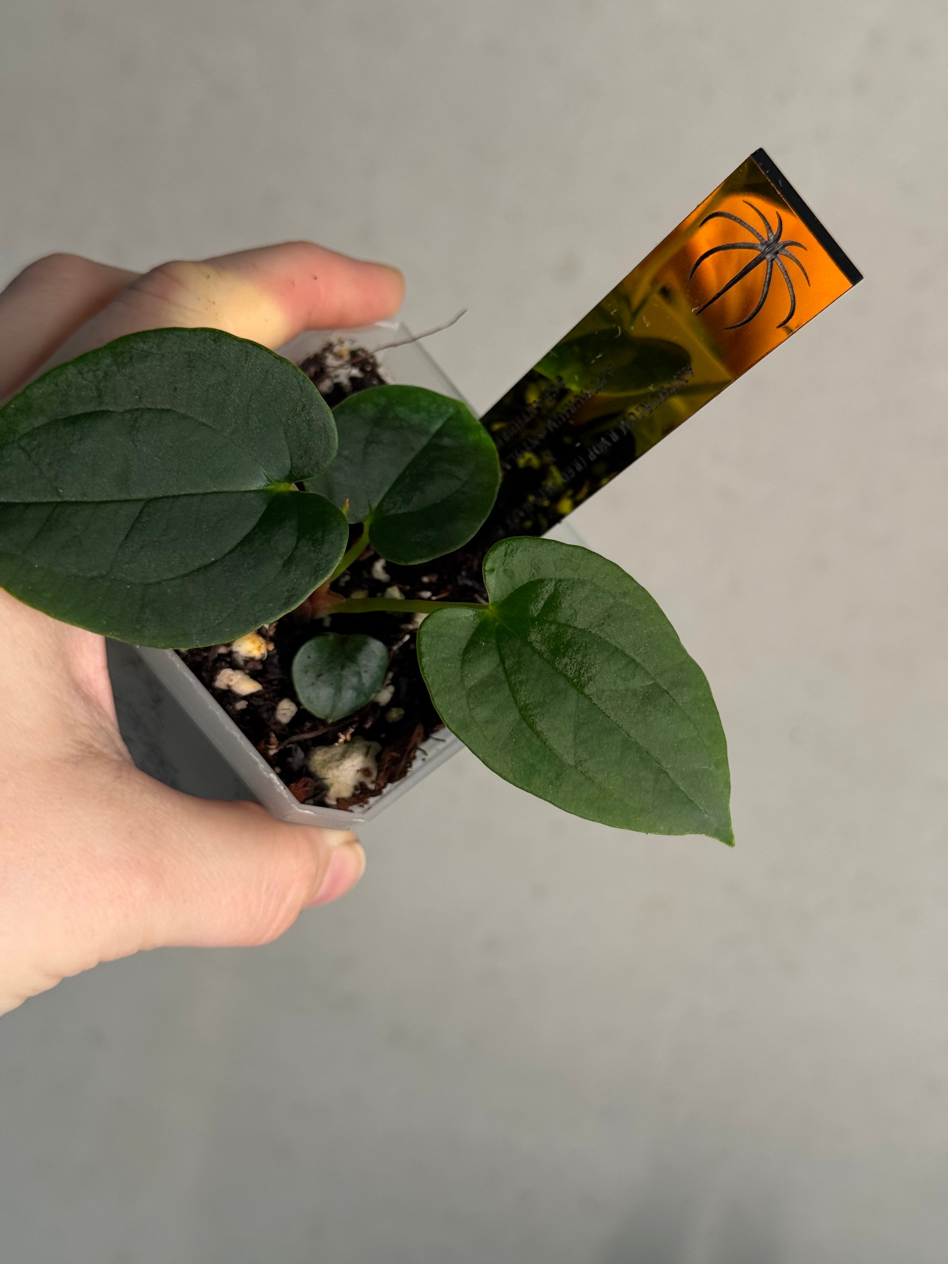 Anthurium Red Vein Dark Phoenix x BVEP RA1