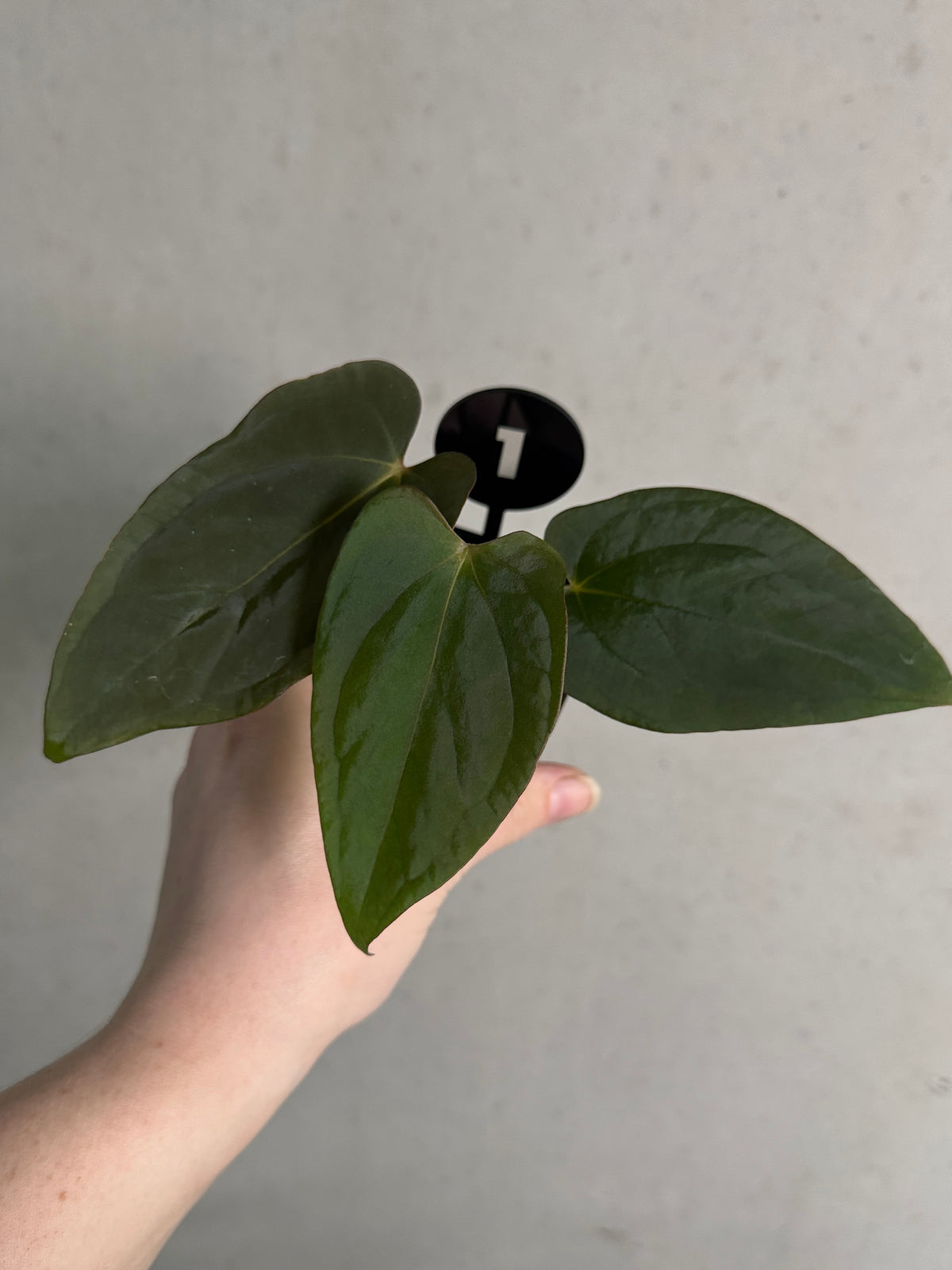 Anthurium BVEP 'Round' x 'Felix' and RLxFS 'Rouge' plants from Mathiux Aroid, showcasing vibrant foliage and lush greenery.