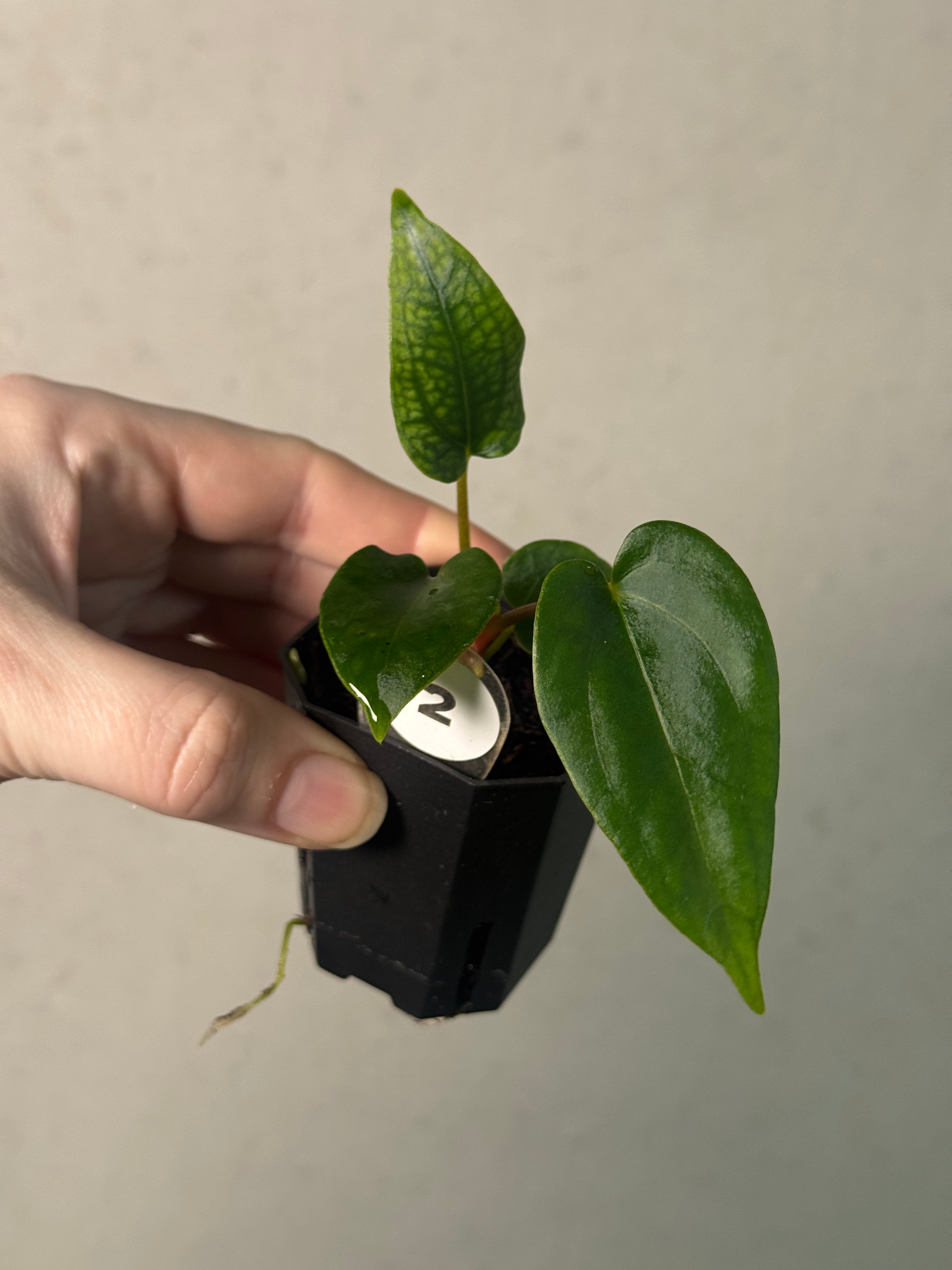 Anthurium Papillilaminum 'Daniel' x (Carlablackiae RD3 x FSxRL ‘Grim Reaper’) - SMUKHI