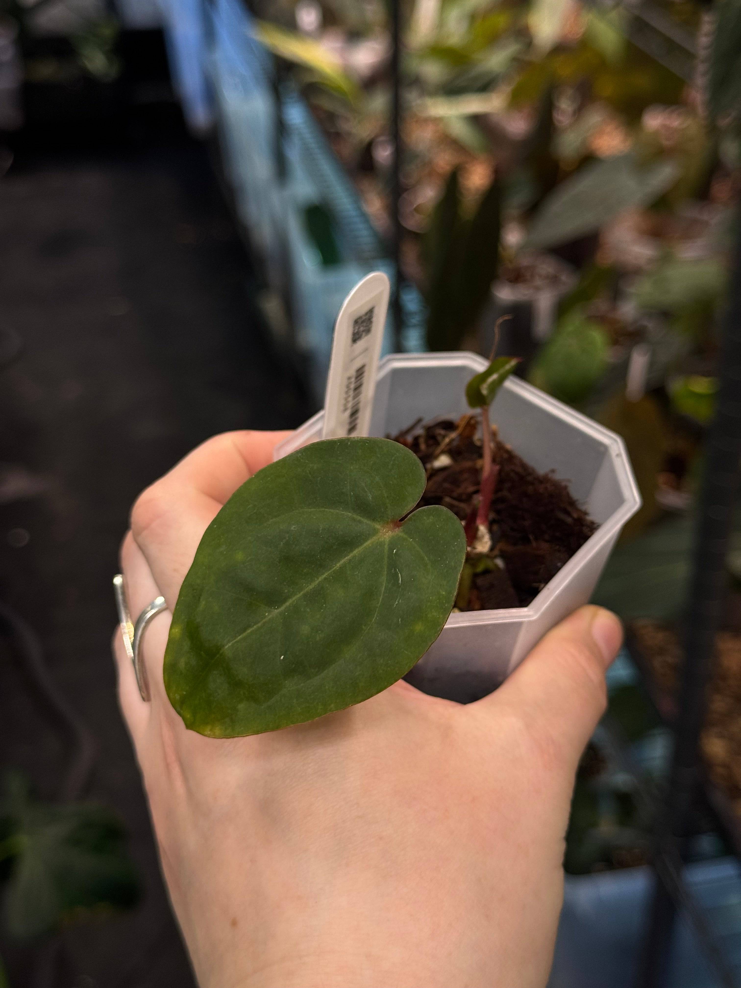 Anthurium ‘Blood Moon’ - SMUKHI