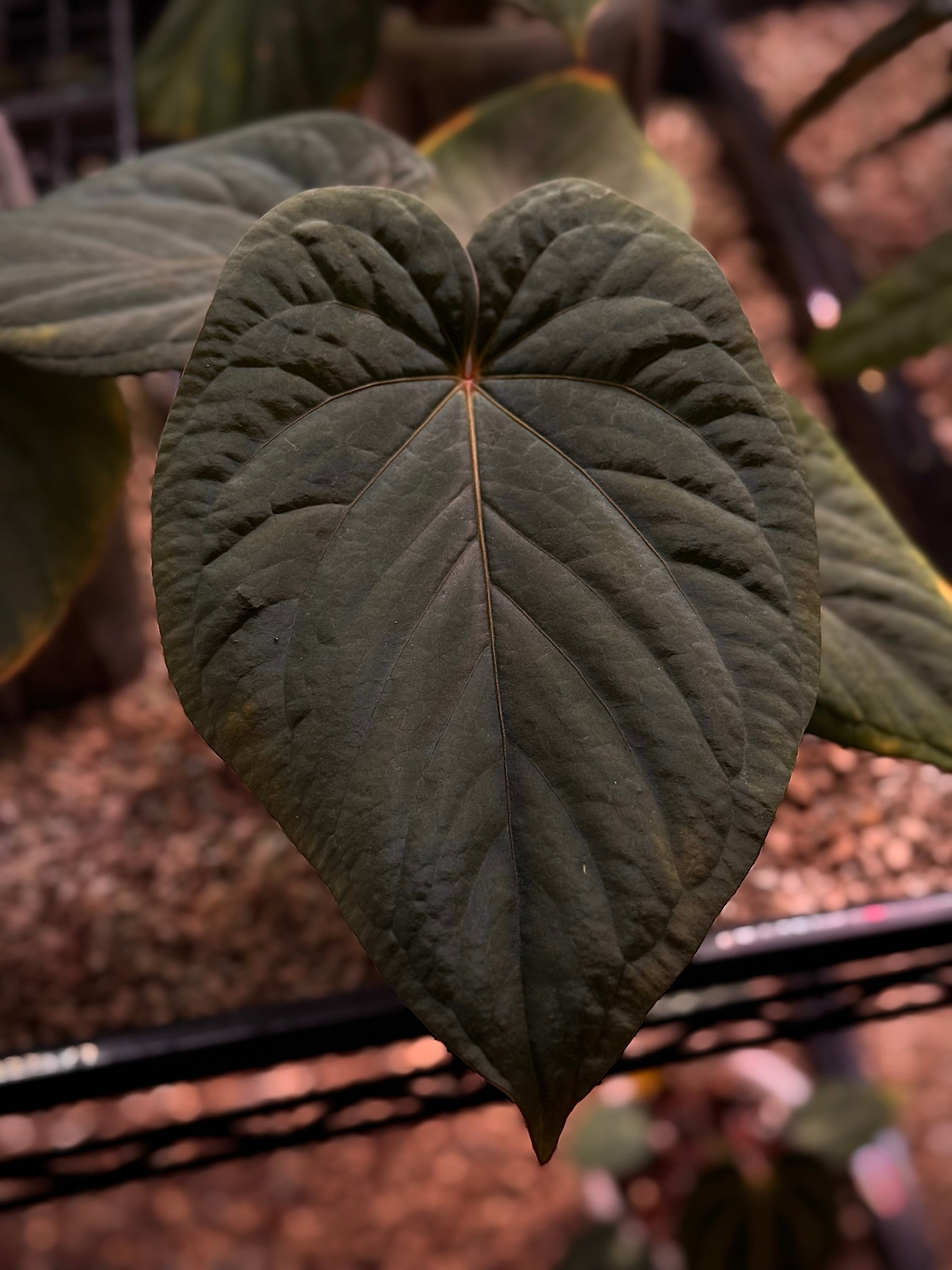 NFS: Anthurium Kunayalense PM5 x RA5