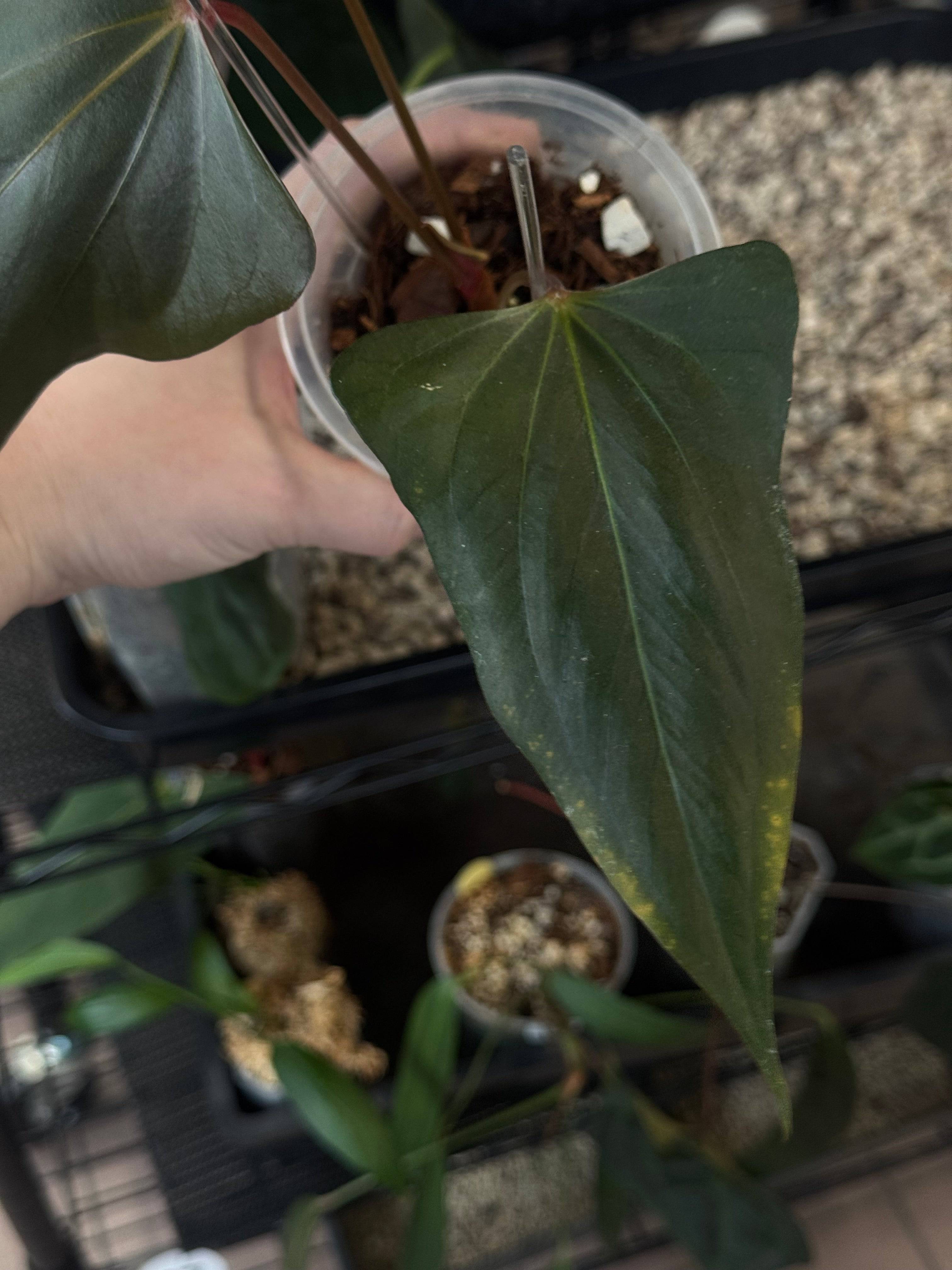 Anthurium ‘Black Sweet’ #2 - Clone - SMUKHI