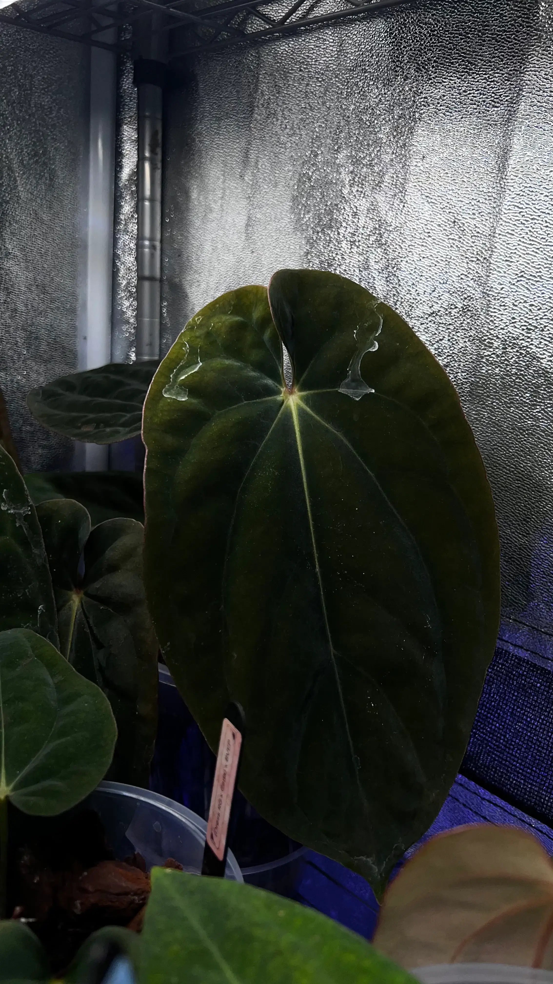 Anthurium Carlablackiae C1 x Antolakii (BVEP) - SMUKHI