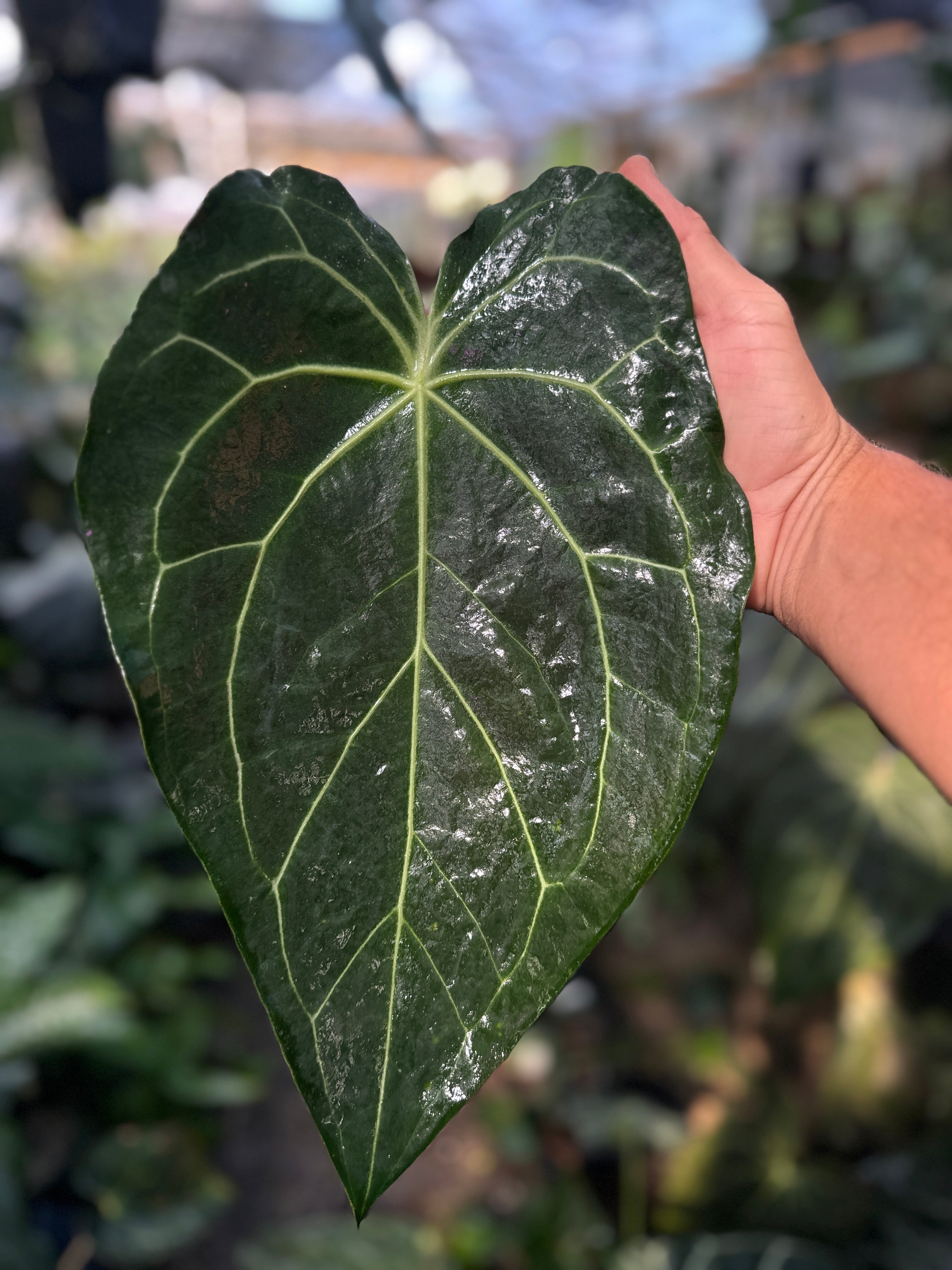 Anthurium Enid’s bench x ‘Stripey Mag’