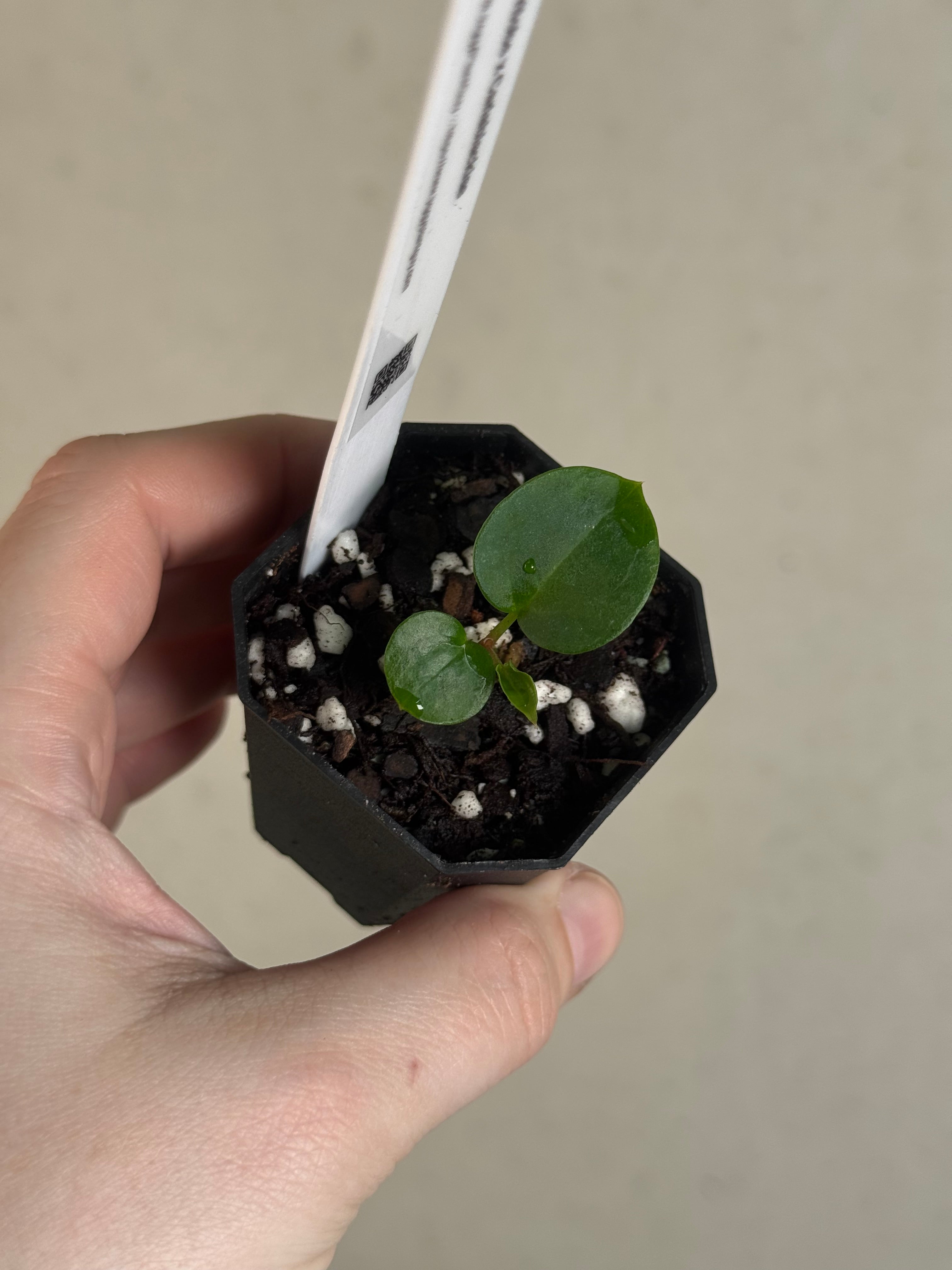 Anthurium Singapore Trilobe x Carlablackiae ‘JPG.1’