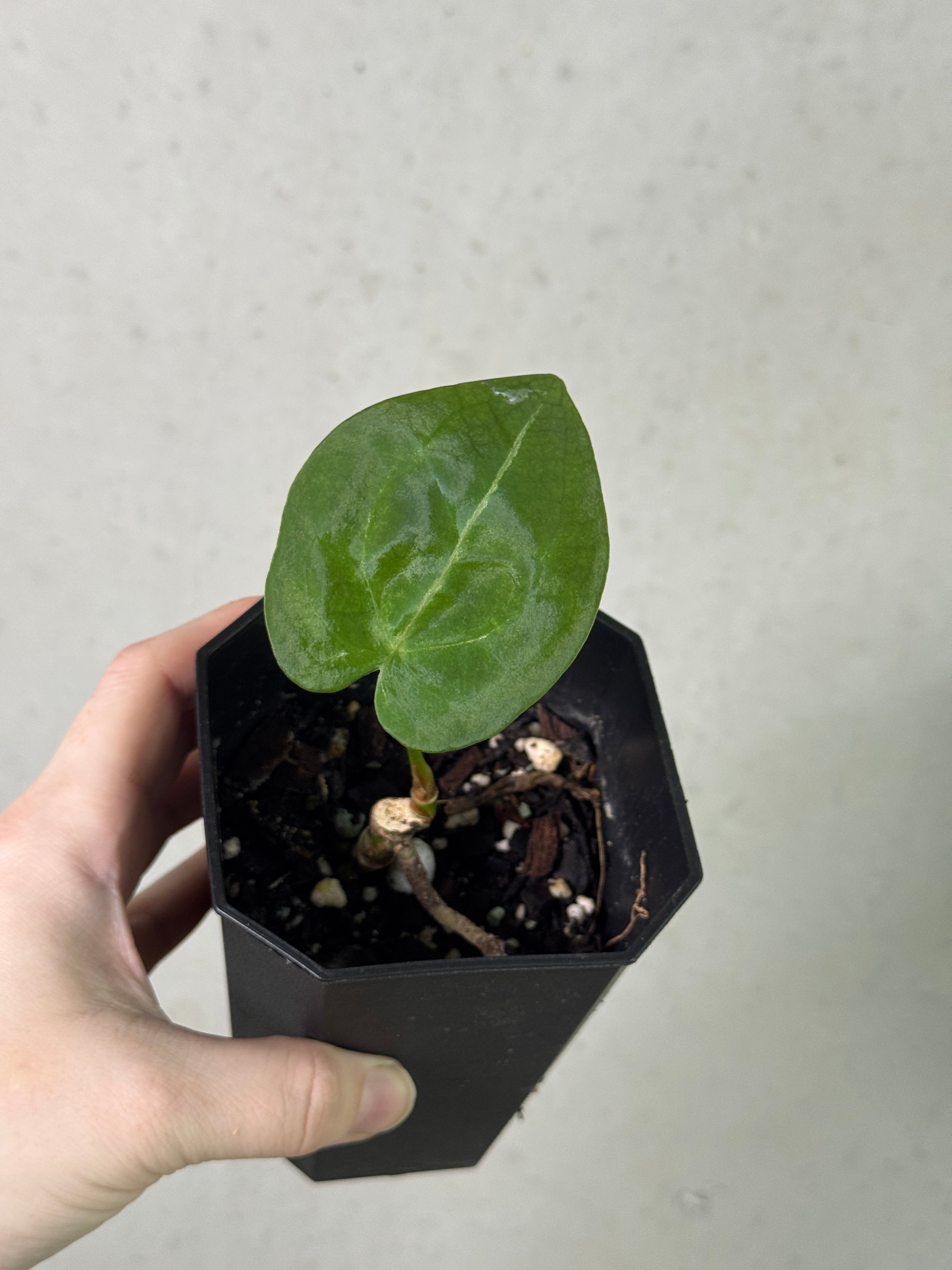 Anthurium Forgetii Dark Form plant by SMUKHI, showcasing glossy dark green leaves with striking silver veins, healthy and vibrant.