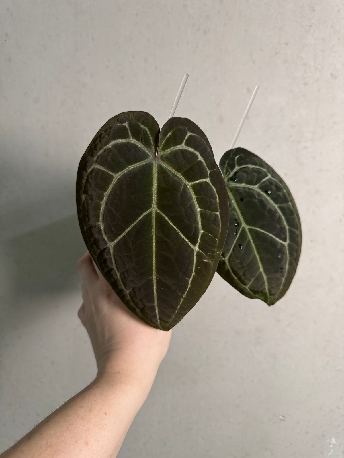Red Anthurium Crystallinum plant with large, glossy leaves from Wuhoo Tropicals, displayed in a lush indoor setting.