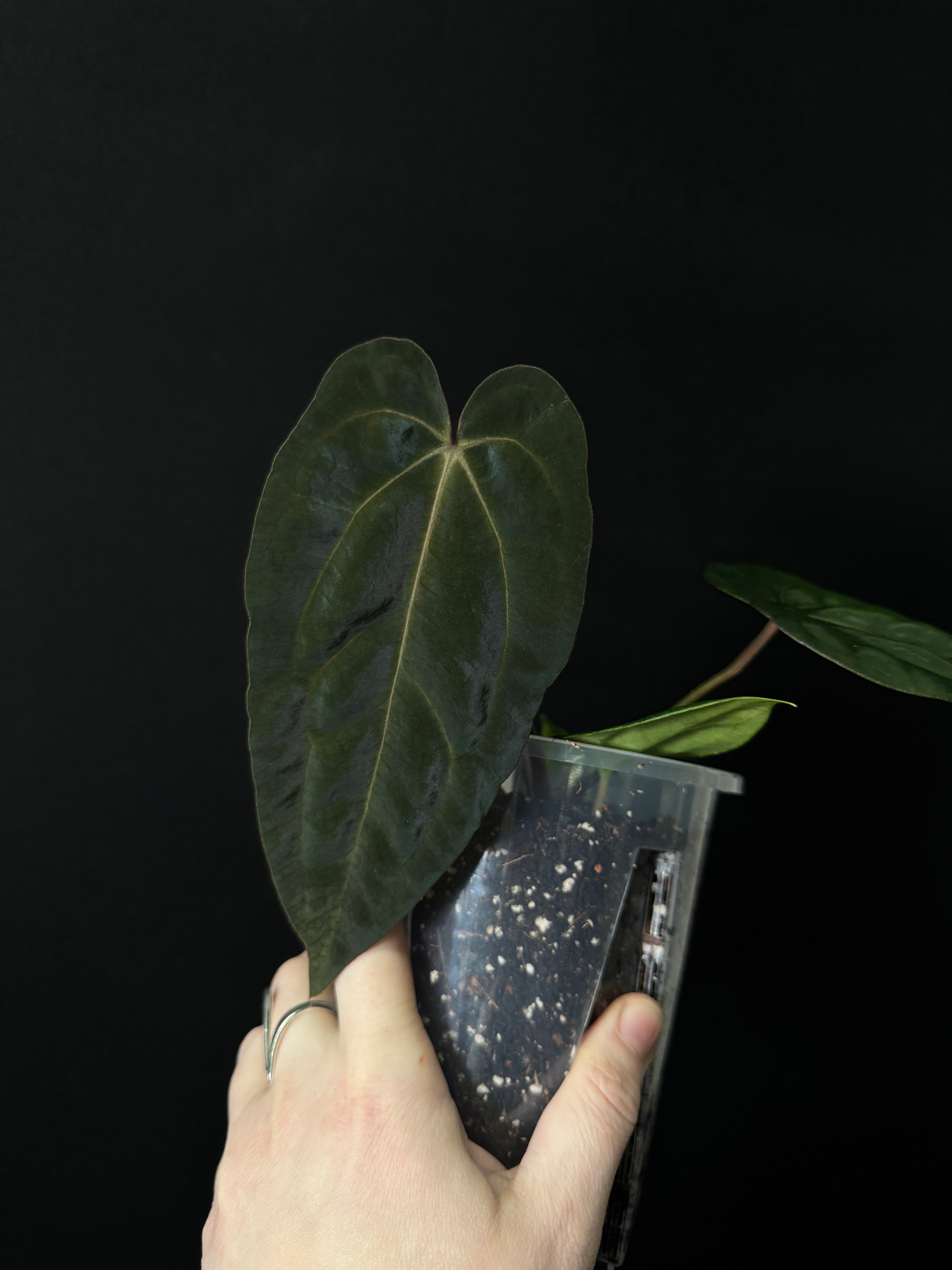 Anthurium Carlablackiae NSE x FSxRL