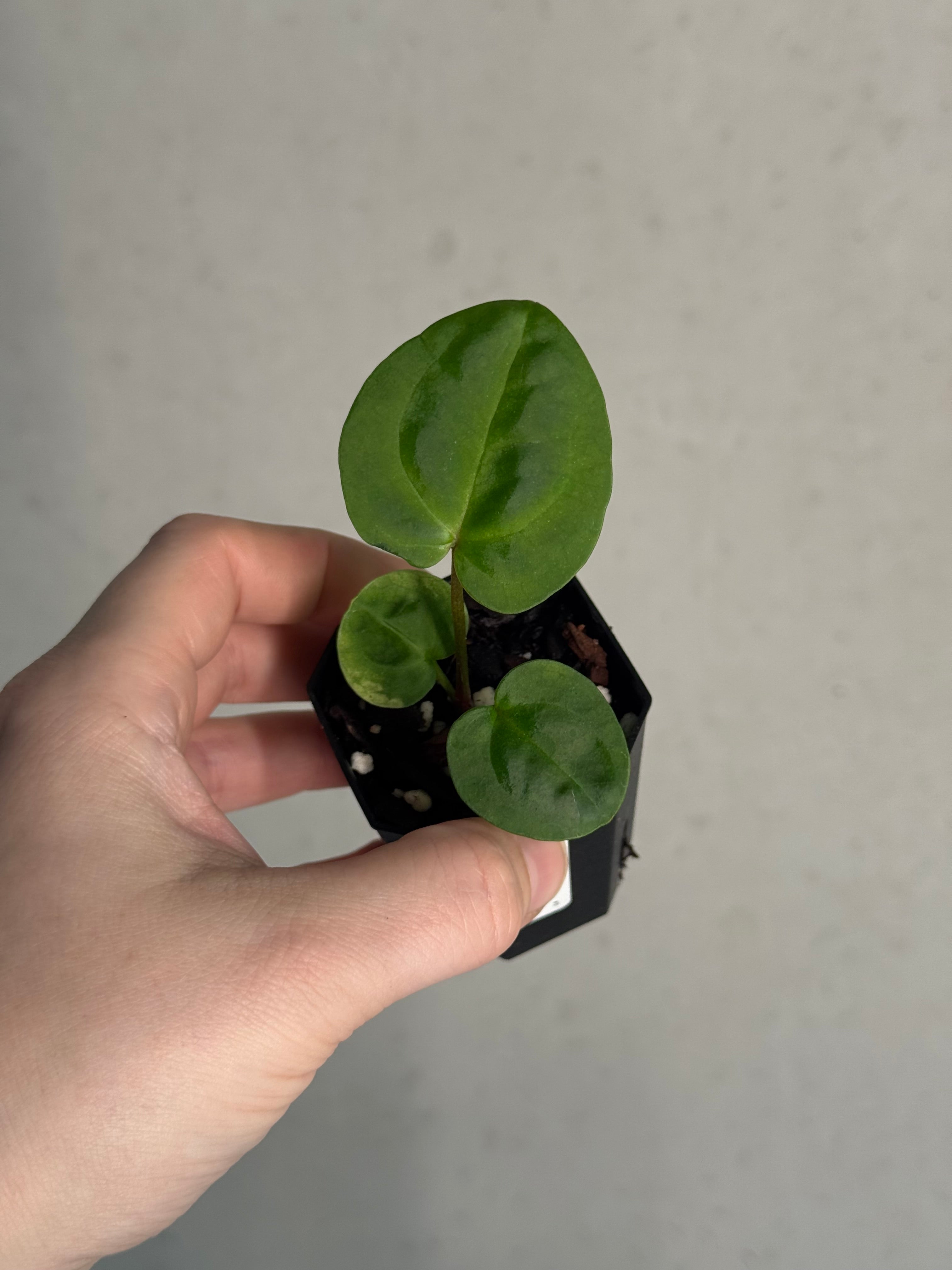 Anthurium Ace of Spades Dark Form x (Zara x Michelle) 'Selected' - Pre-order