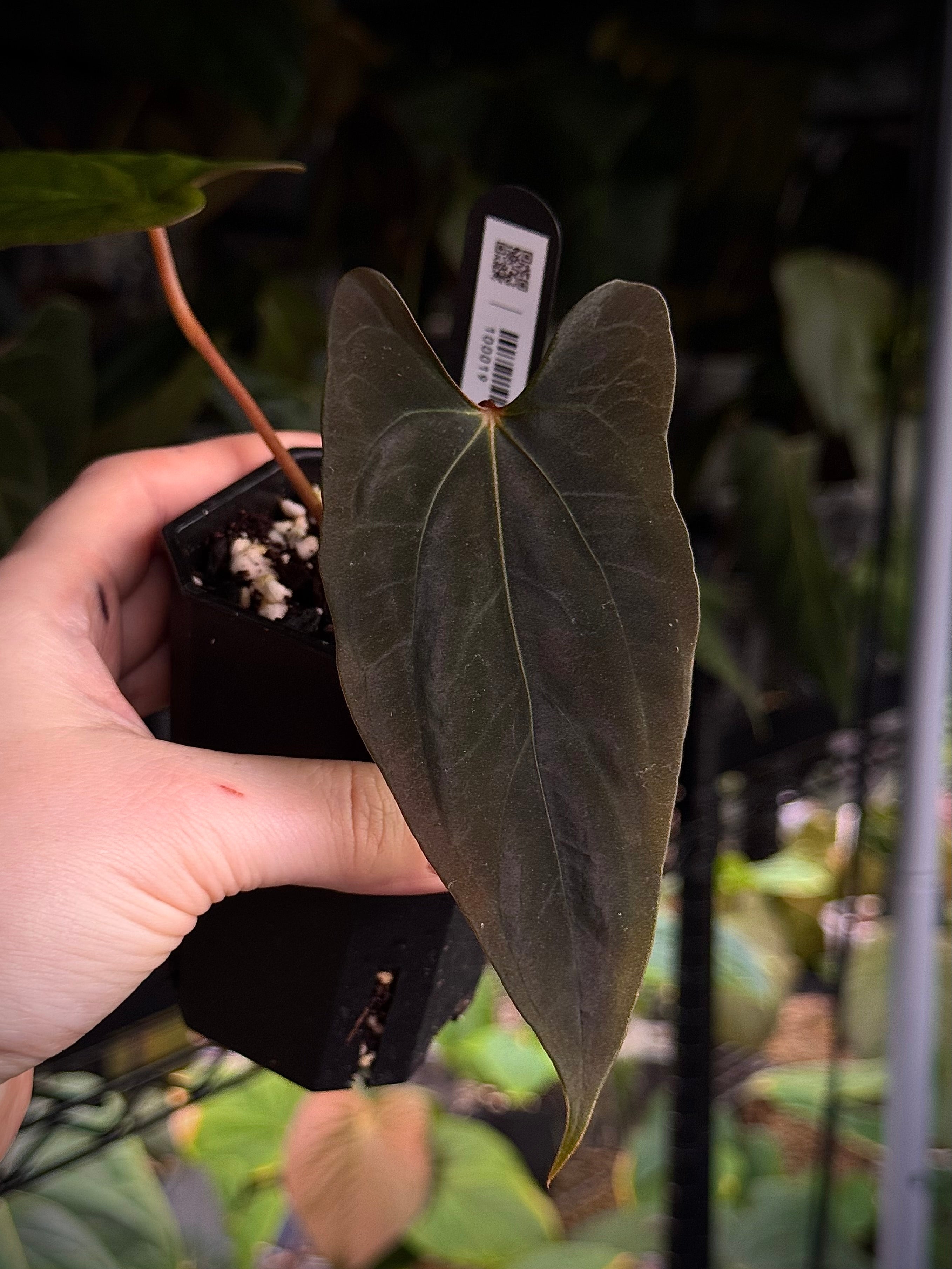 NFS: Anthurium RLxFS (JV)