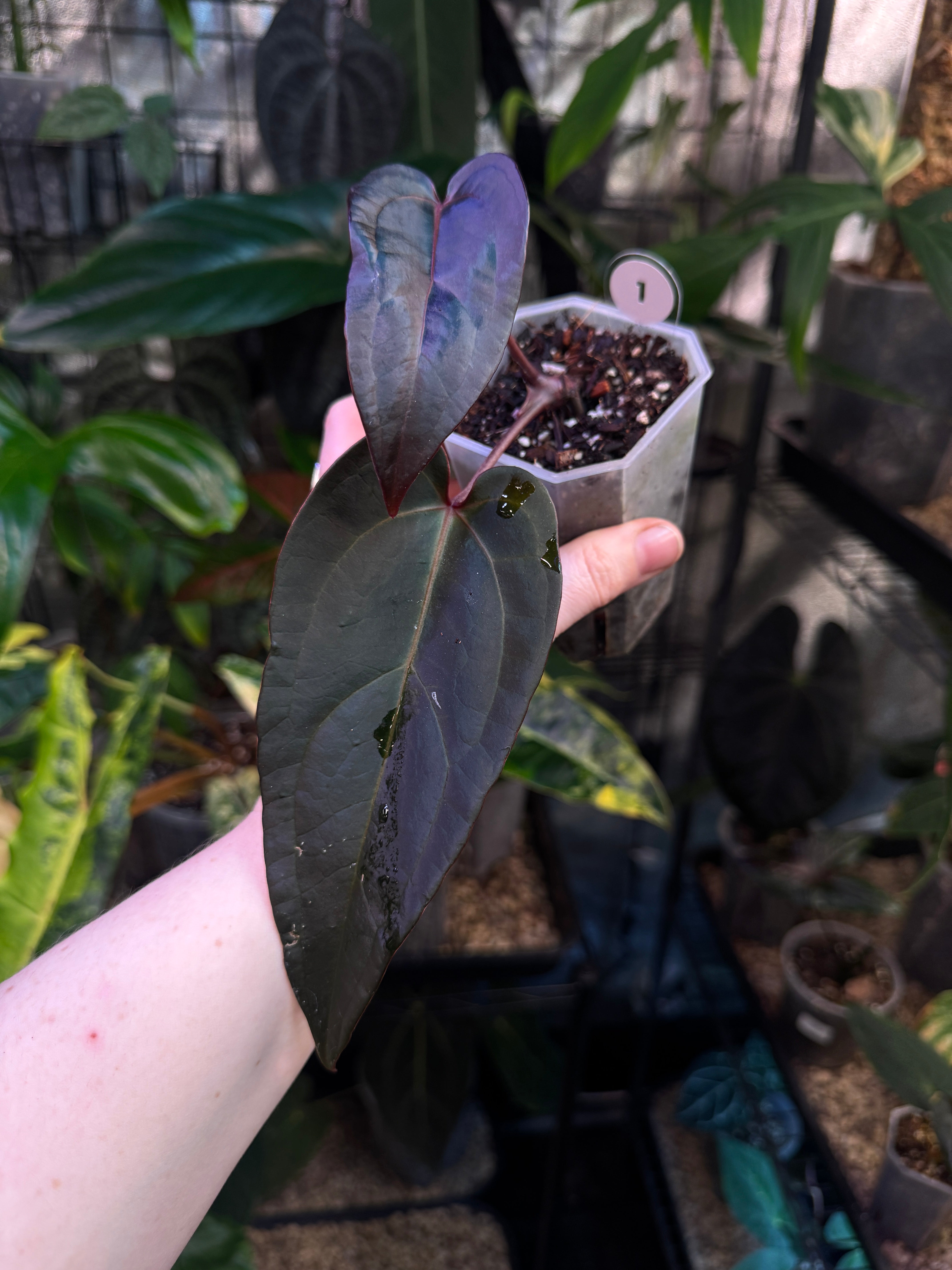 Anthurium Dark & Handsome '9' X Red Velvet Cake '24'