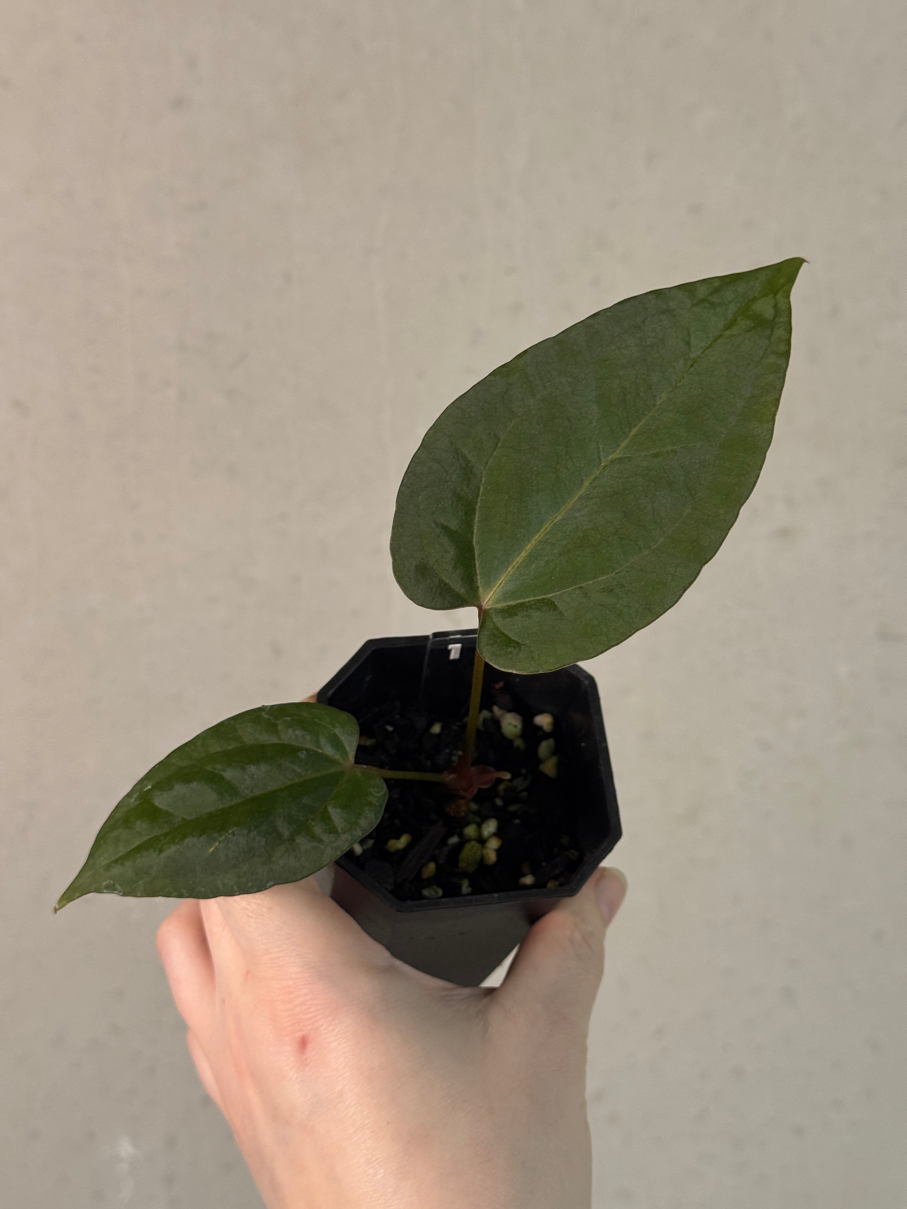 Anthurium Ace of Spades Dark Form x Portillae ‘Dorito’ - Clone