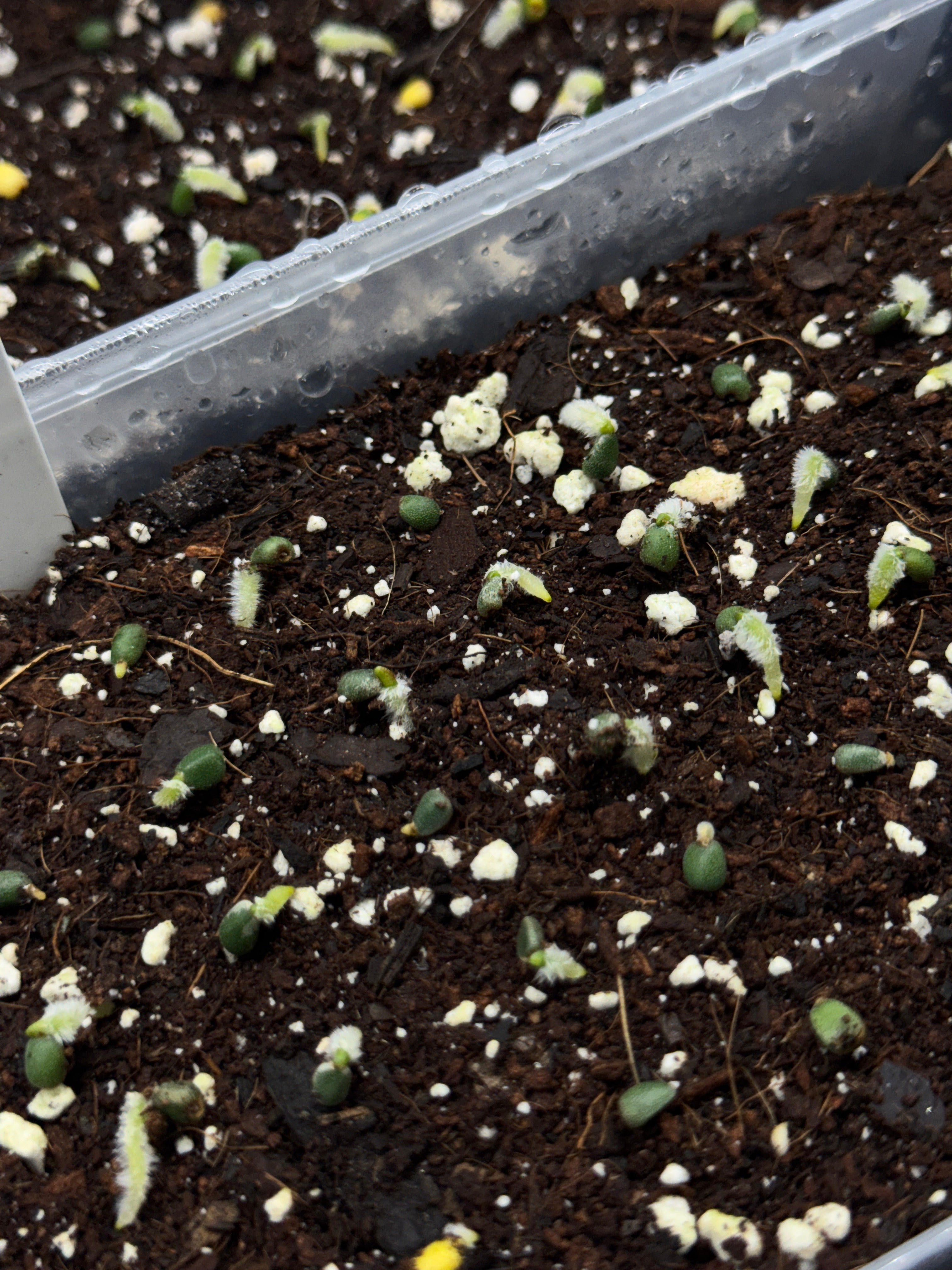 Anthurium Ralph Lynam (clone) S1