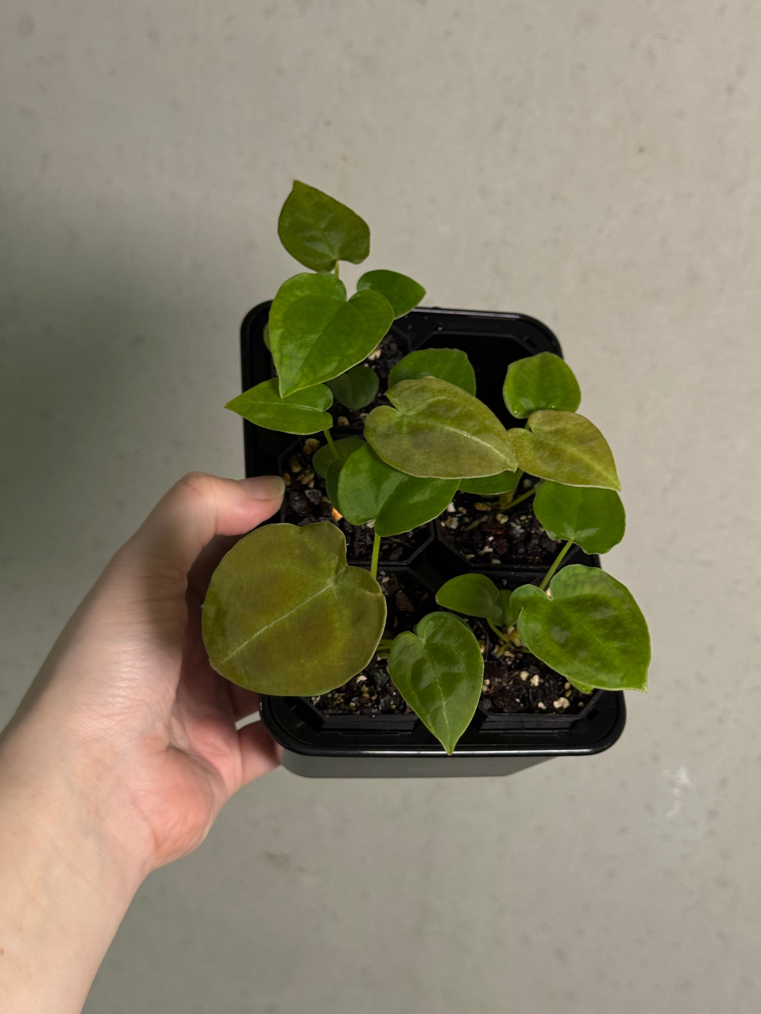 Anthurium Forgetii x open